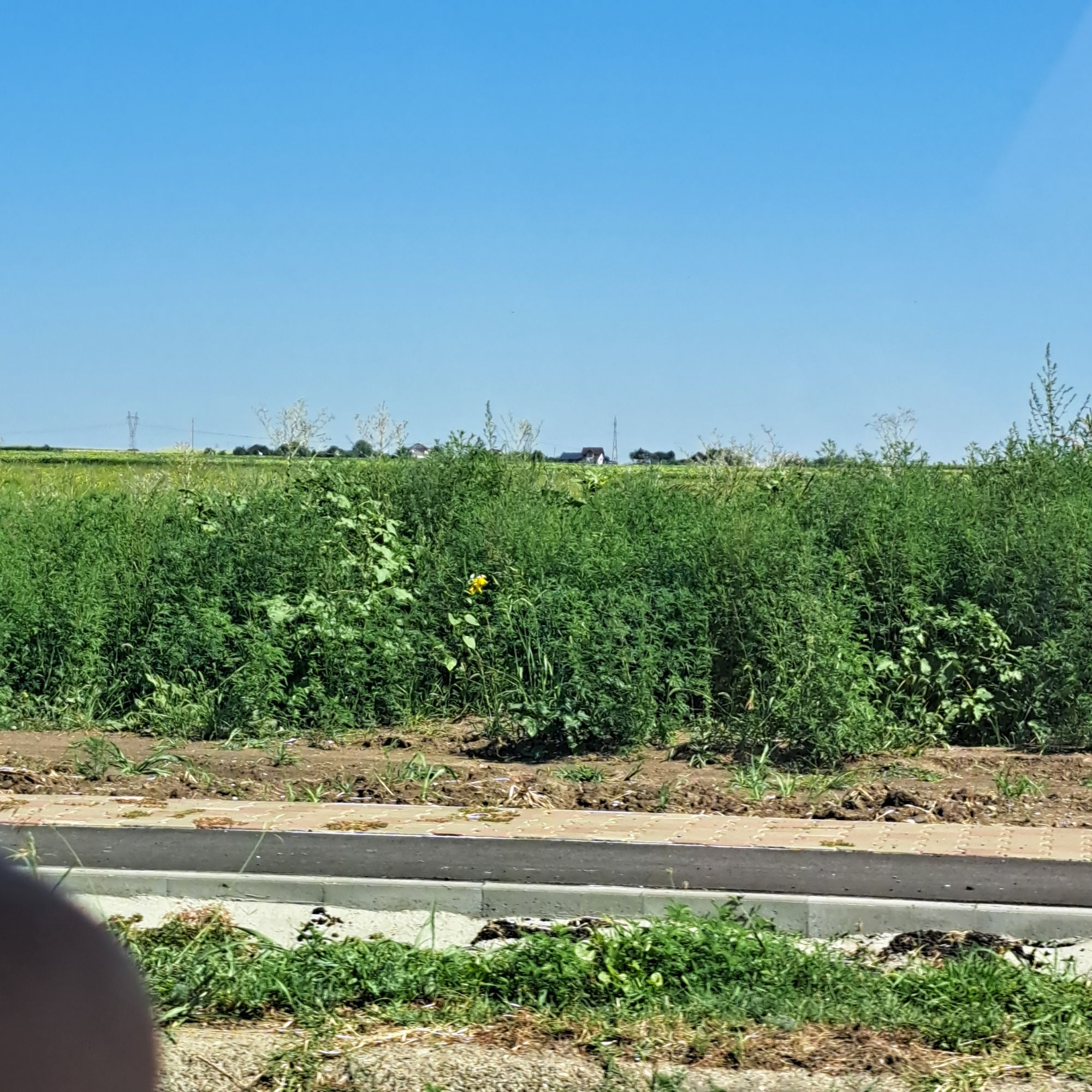 Ambrozie in Strada Națională 279A, Iași, Oraș Podu Iloaiei, Județul Iași