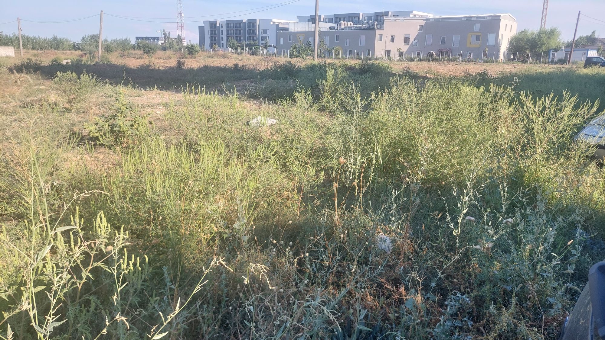 Ambrozie in Strada Drumul Gura Vladesei 16-18, București, Municipiul București
