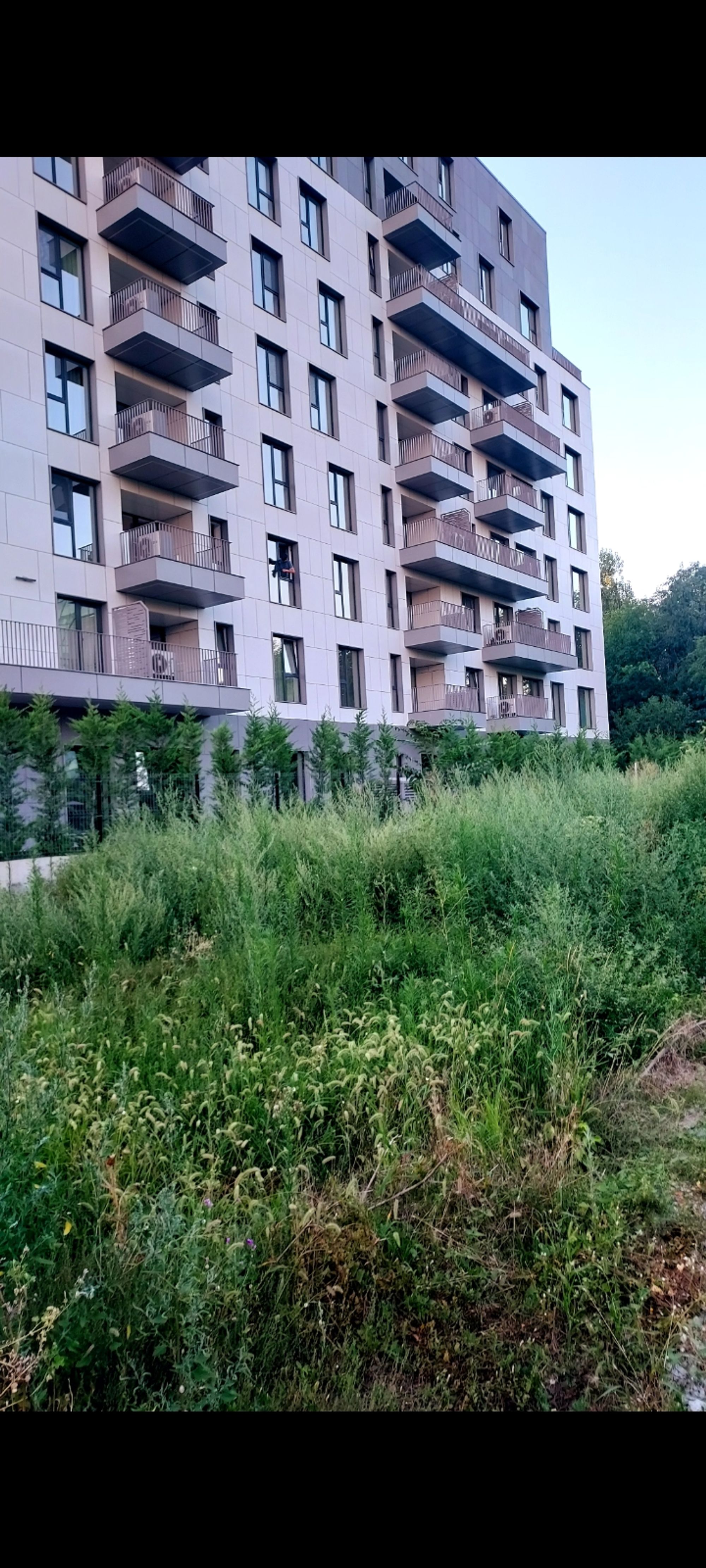 Ambrozie in Strada Piatra Craiului 35B, București, Municipiul București - inbound1970937188364671002.jpg