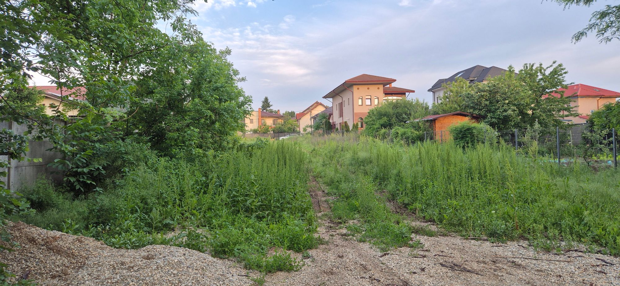Ambrozie in Strada Basculei 20C, Mogoșoaia, Comuna Mogoșoaia, Județul Ilfov - 20260525_195754.jpg