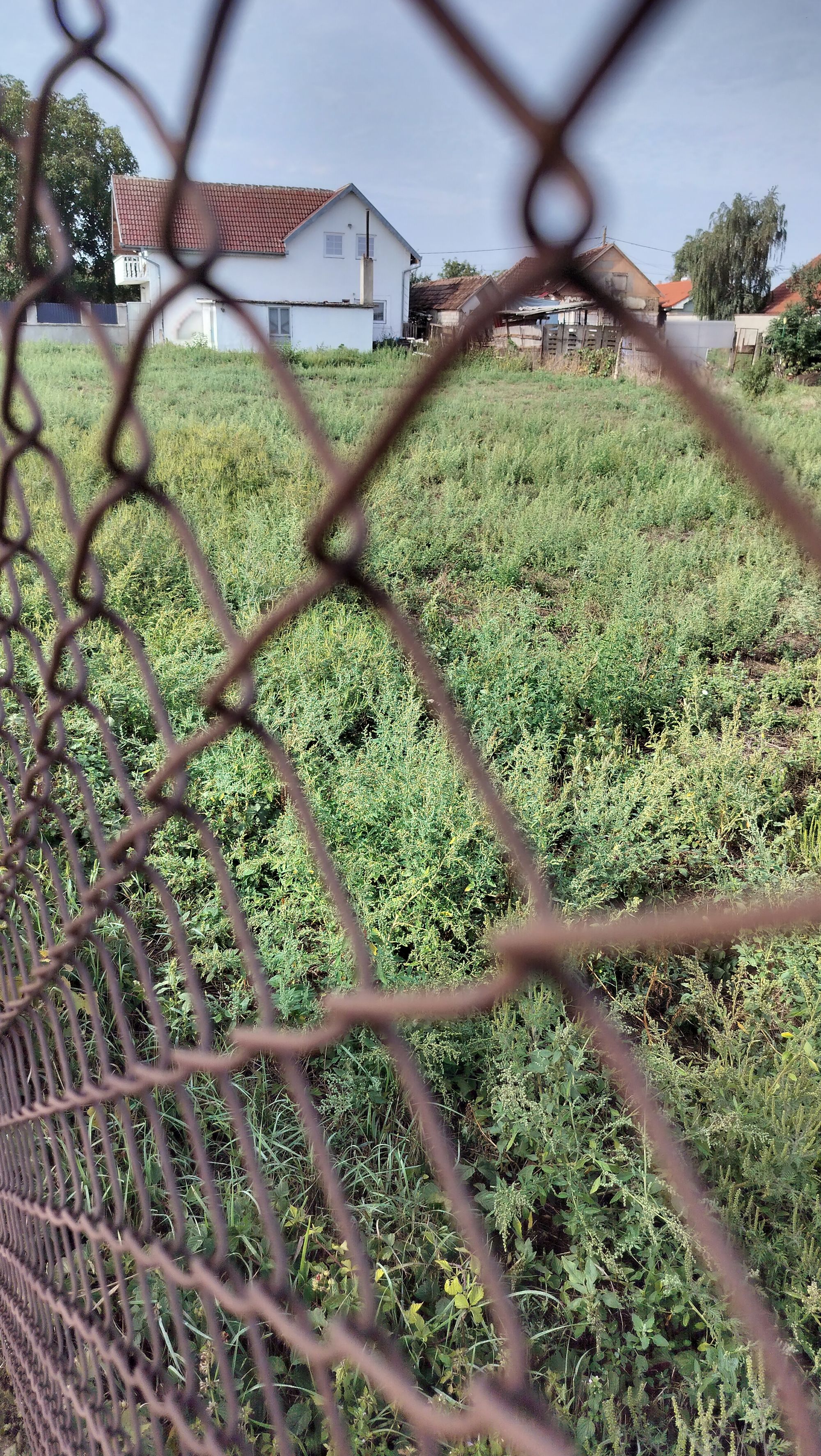 Ambrozie in Str. Magnoliei 2, Girișu de Criș, Comuna Girișu de Criș, Județul Bihor - IMG20250913105044.jpg