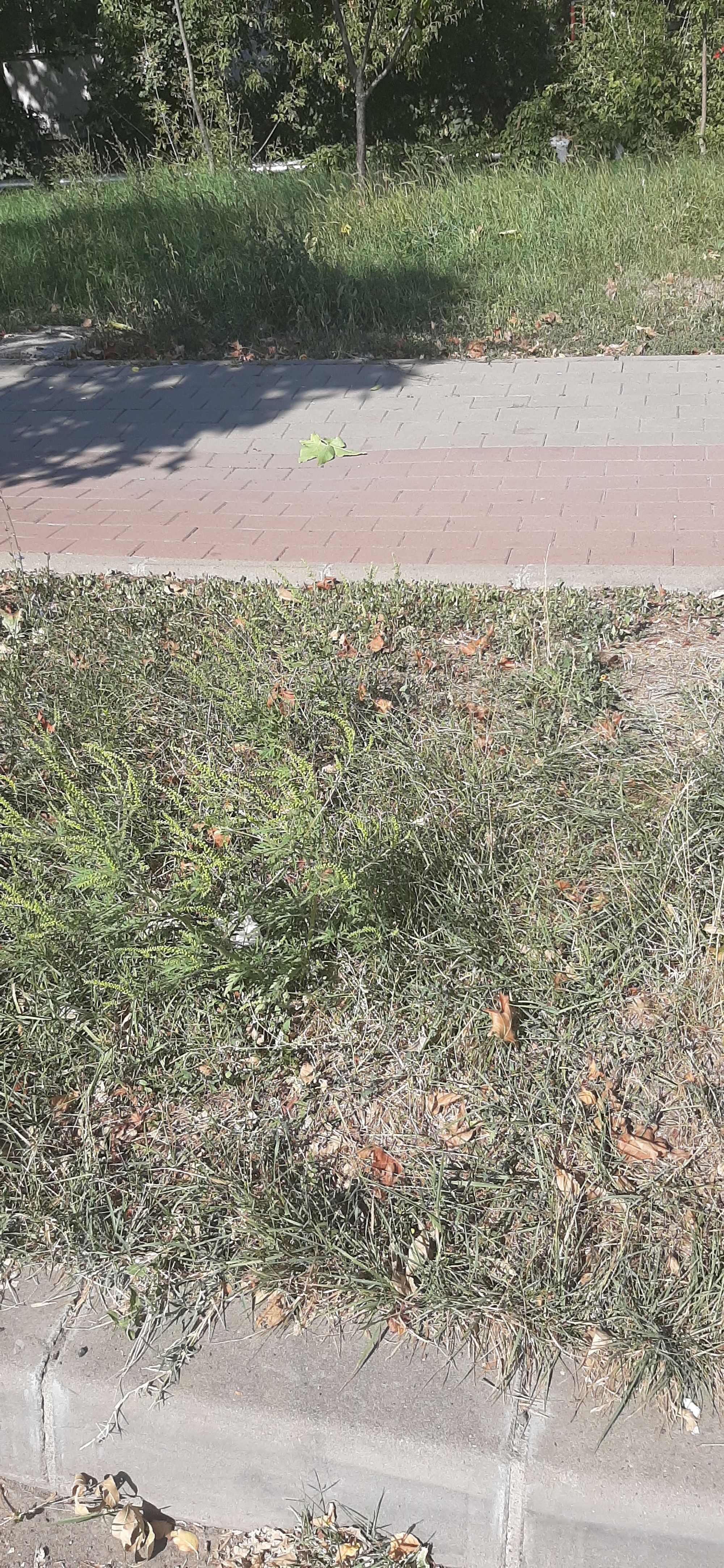 Ambrozie in Bulevardul Chimiei 61, Iași, Municipiu Iaşi, Județul Iași - 20250910_143904.jpg