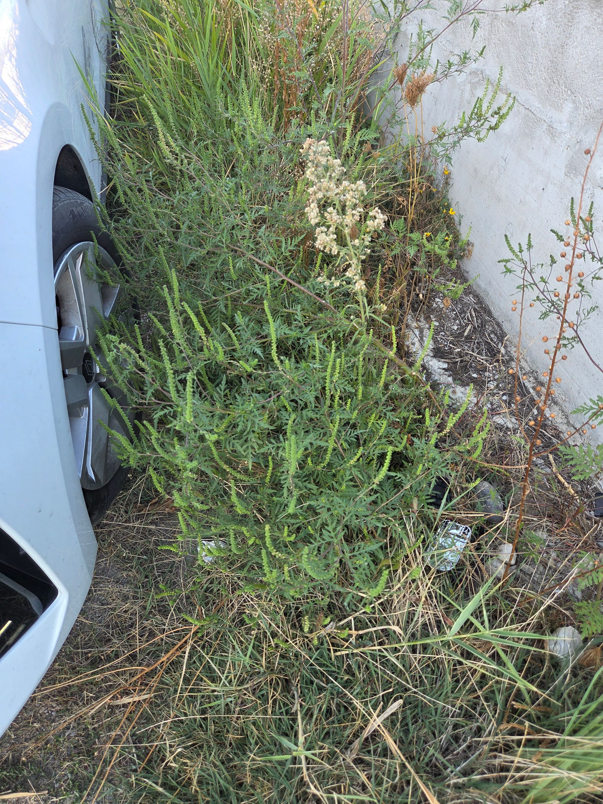 Ambrozie in Strada Valea Geamăna 144, Geamăna, Comuna Bradu, Județul Argeș