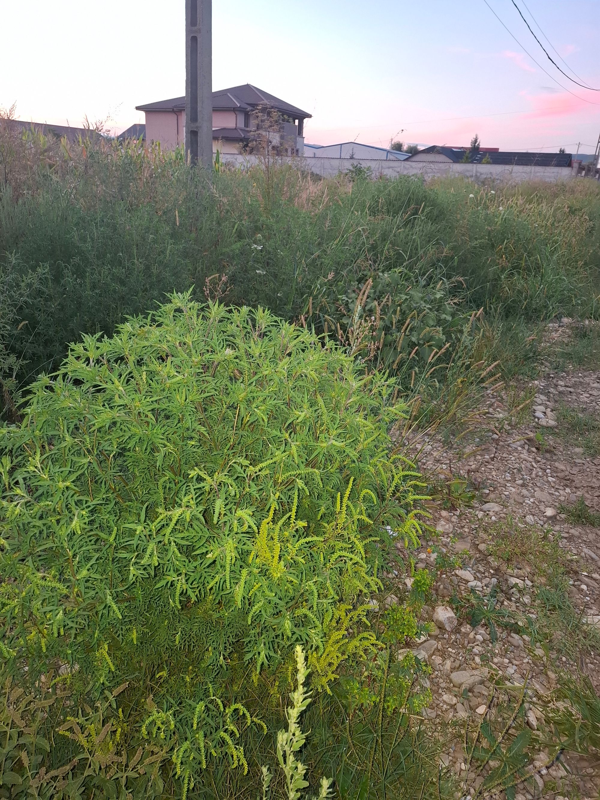 Ambrozie in Iazu, Comuna Măgurele, Județul Prahova