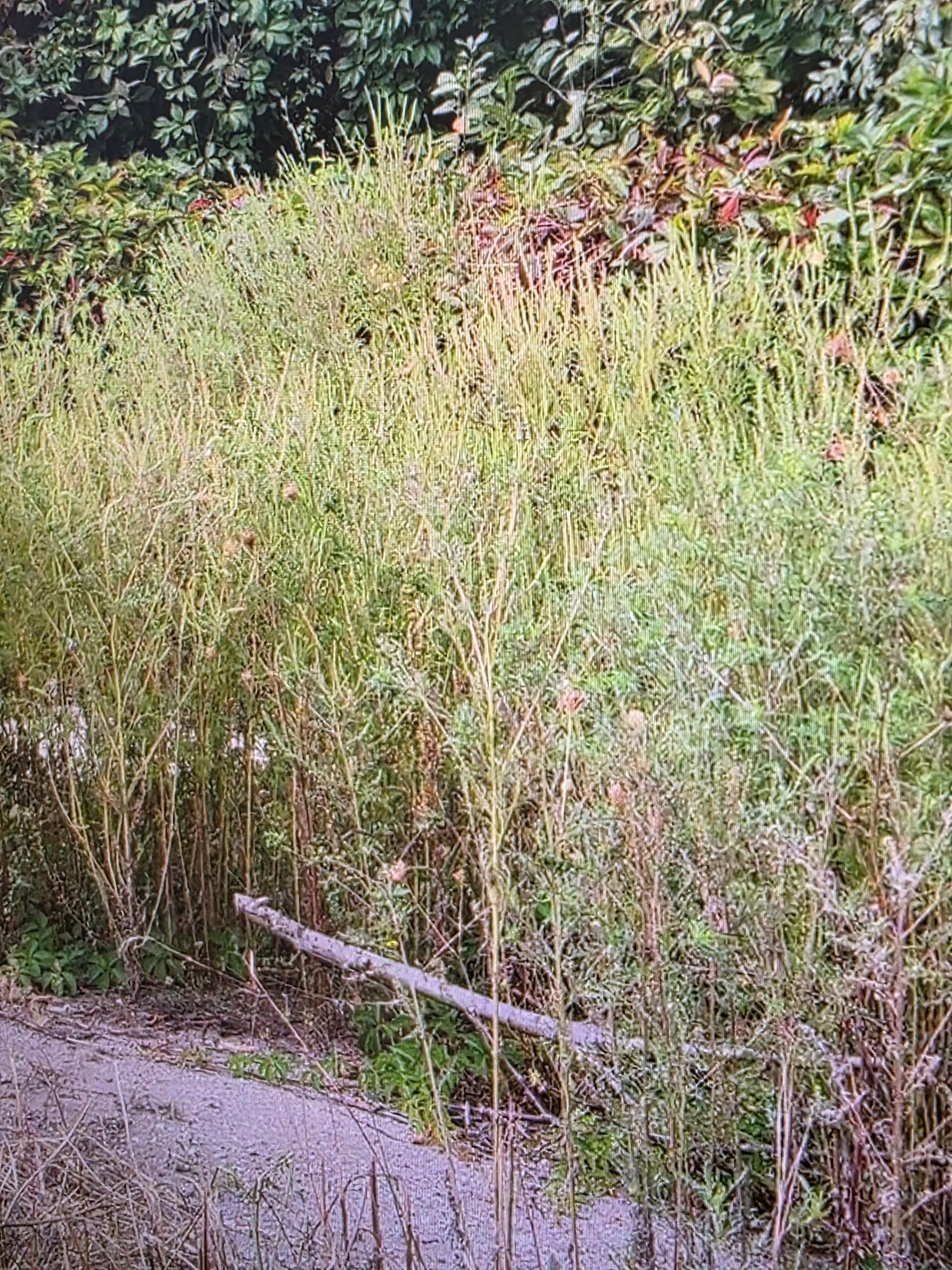 Ambrozie in Călina, Comuna Prundeni, Județul Vâlcea
