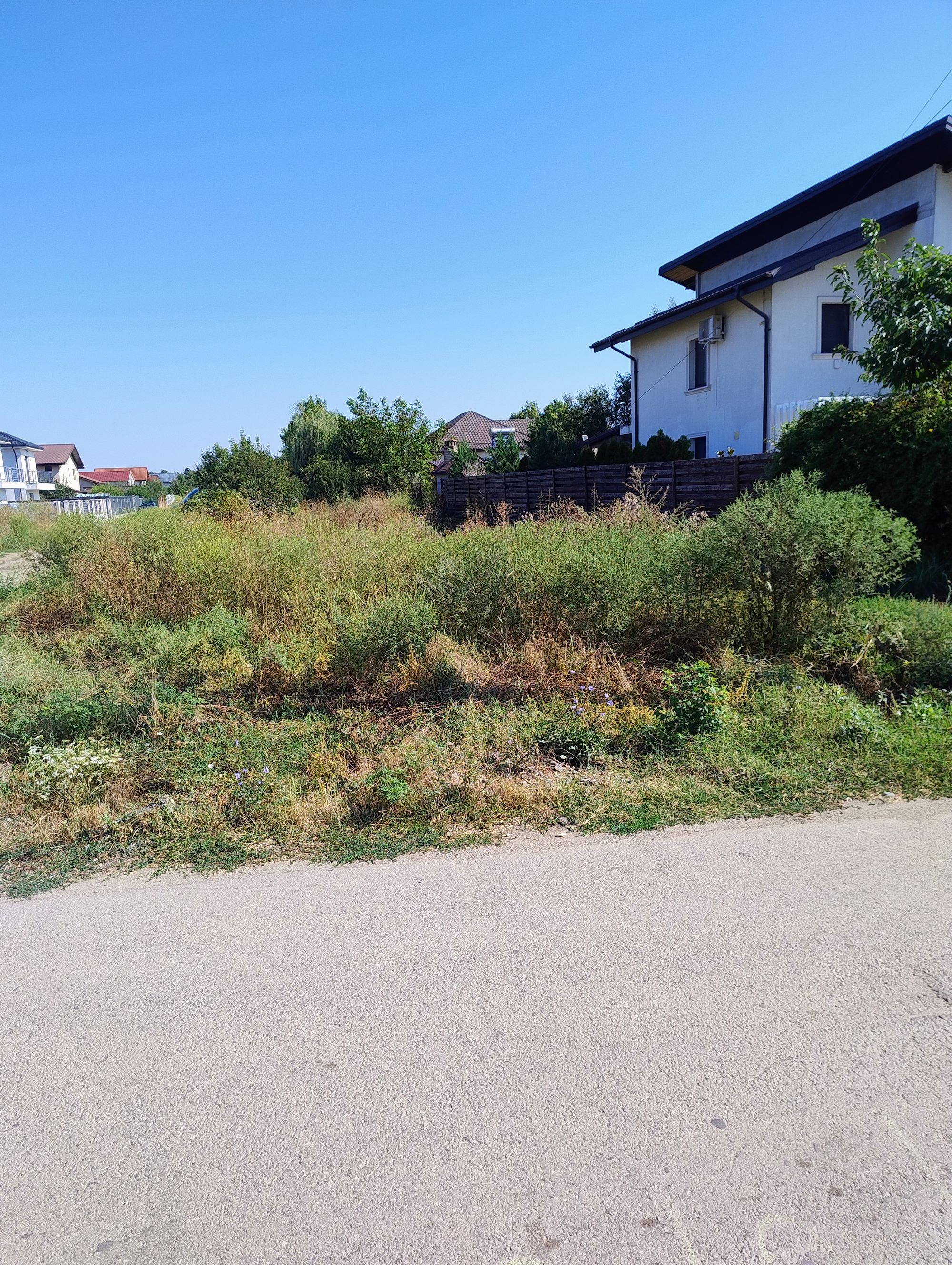 Ambrozie in Strada Peștilor 46, Măgurele, Oraș Măgurele, Județul Ilfov