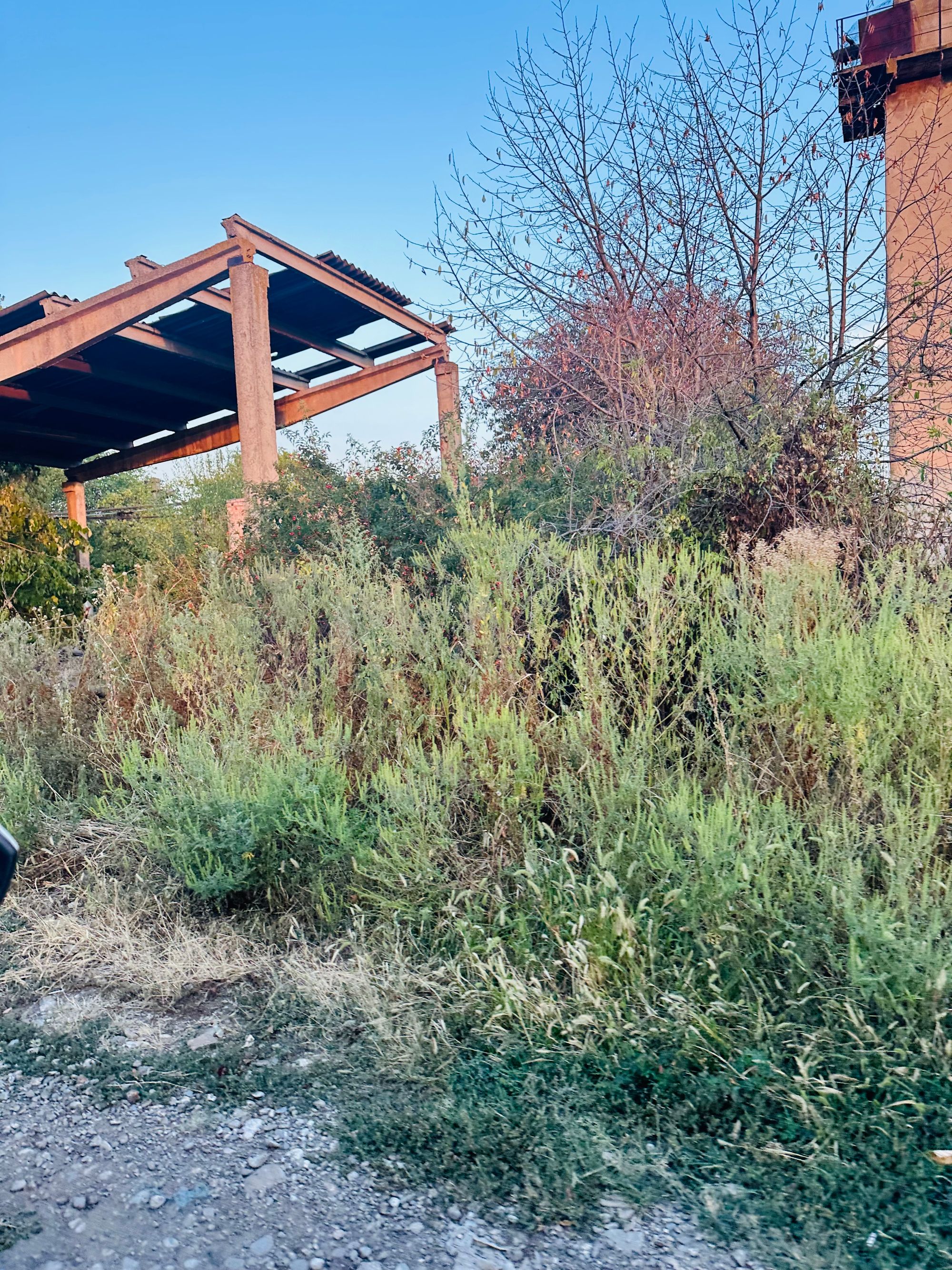 Ambrozie in Str. Primăverii 2, Ariceștii Rahtivani, Comuna Ariceștii Rahtivani, Județul Prahova - IMG_8564.jpeg