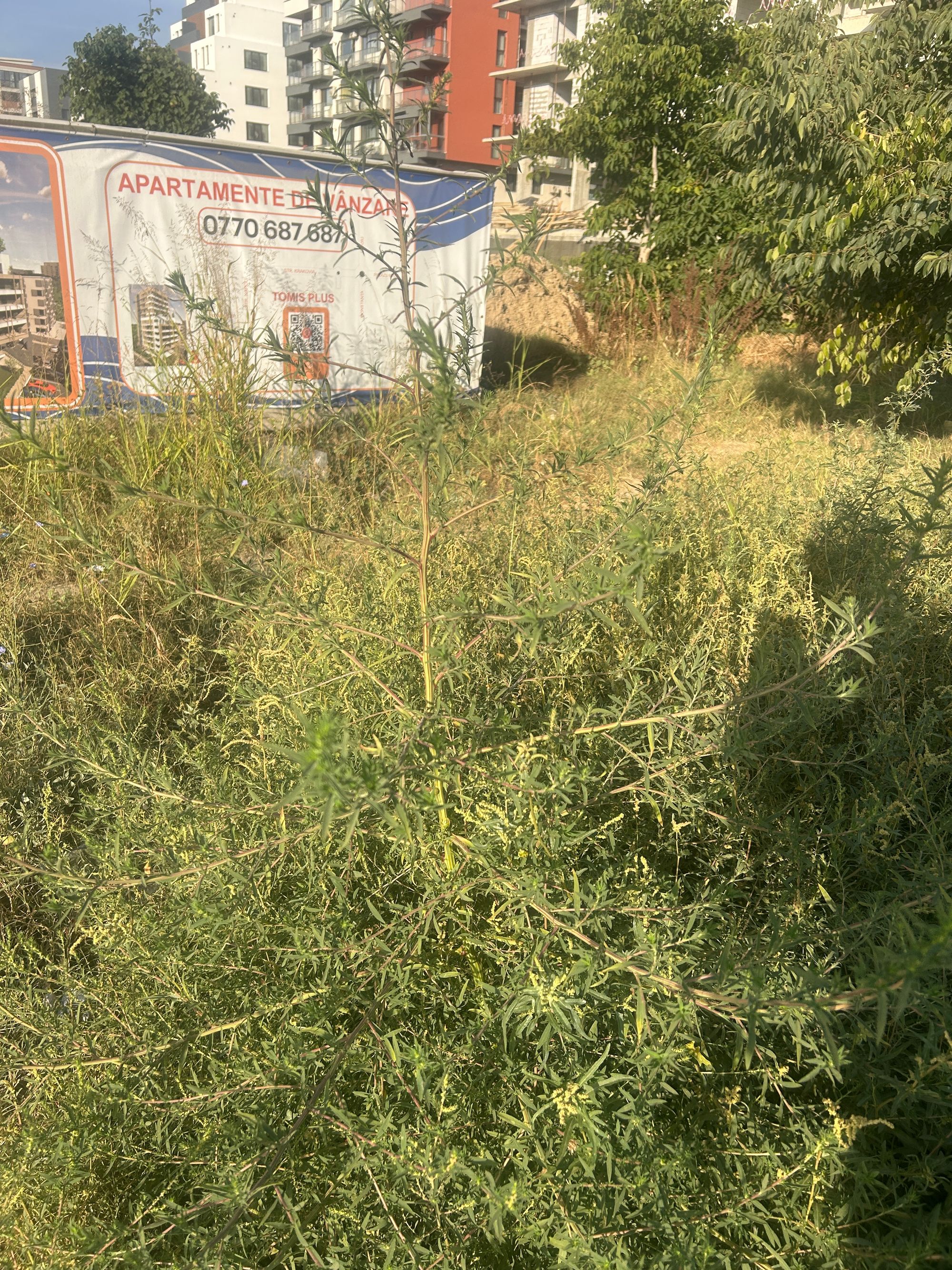 Ambrozie in Constanța, Municipiul Constanța, Județul Constanța