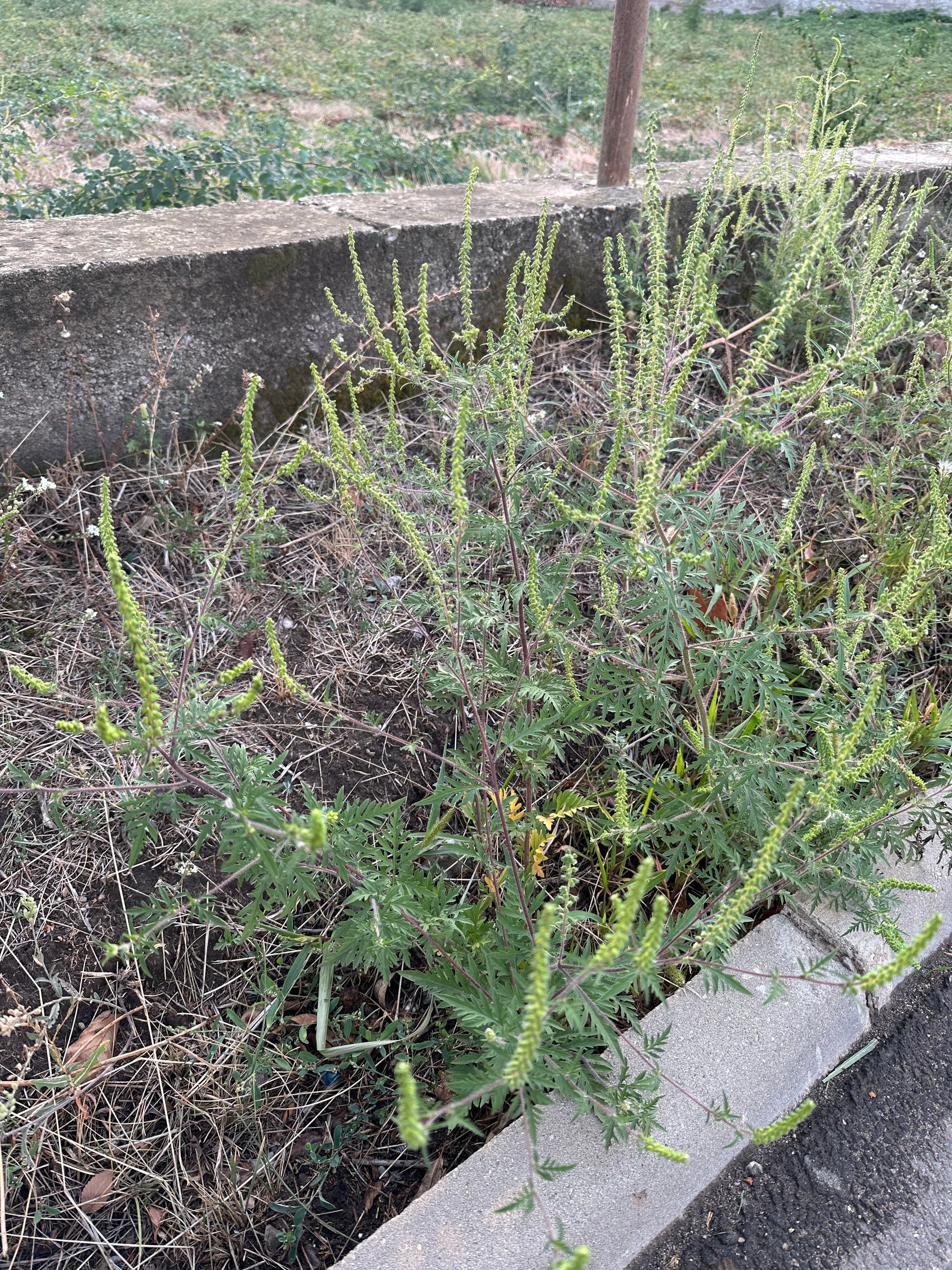 Ambrozie in Strada Mărgelelor 9, Bragadiru, Oraş Bragadiru, Județul Ilfov