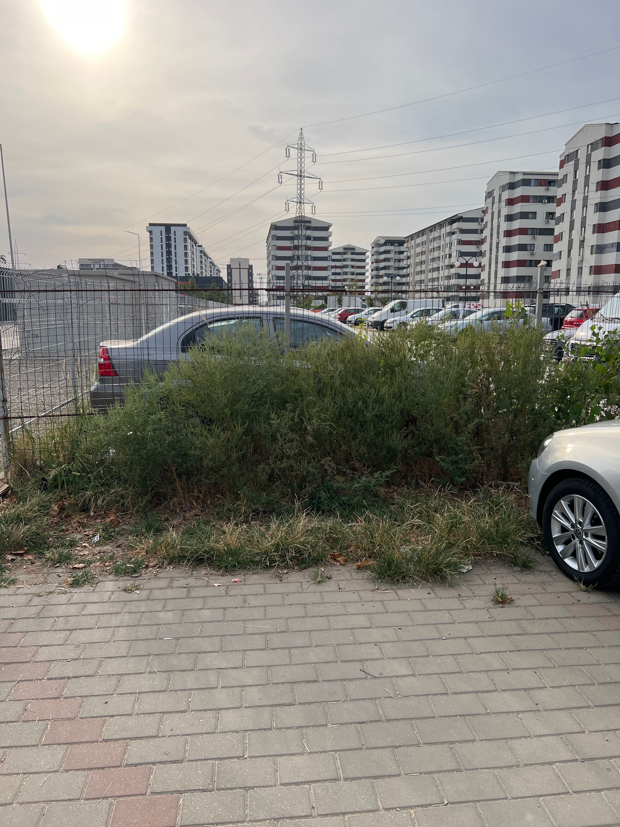 Ambrozie in Strada Tineretului 13, Chiajna, Comuna Chiajna, Județul Ilfov - image.jpg