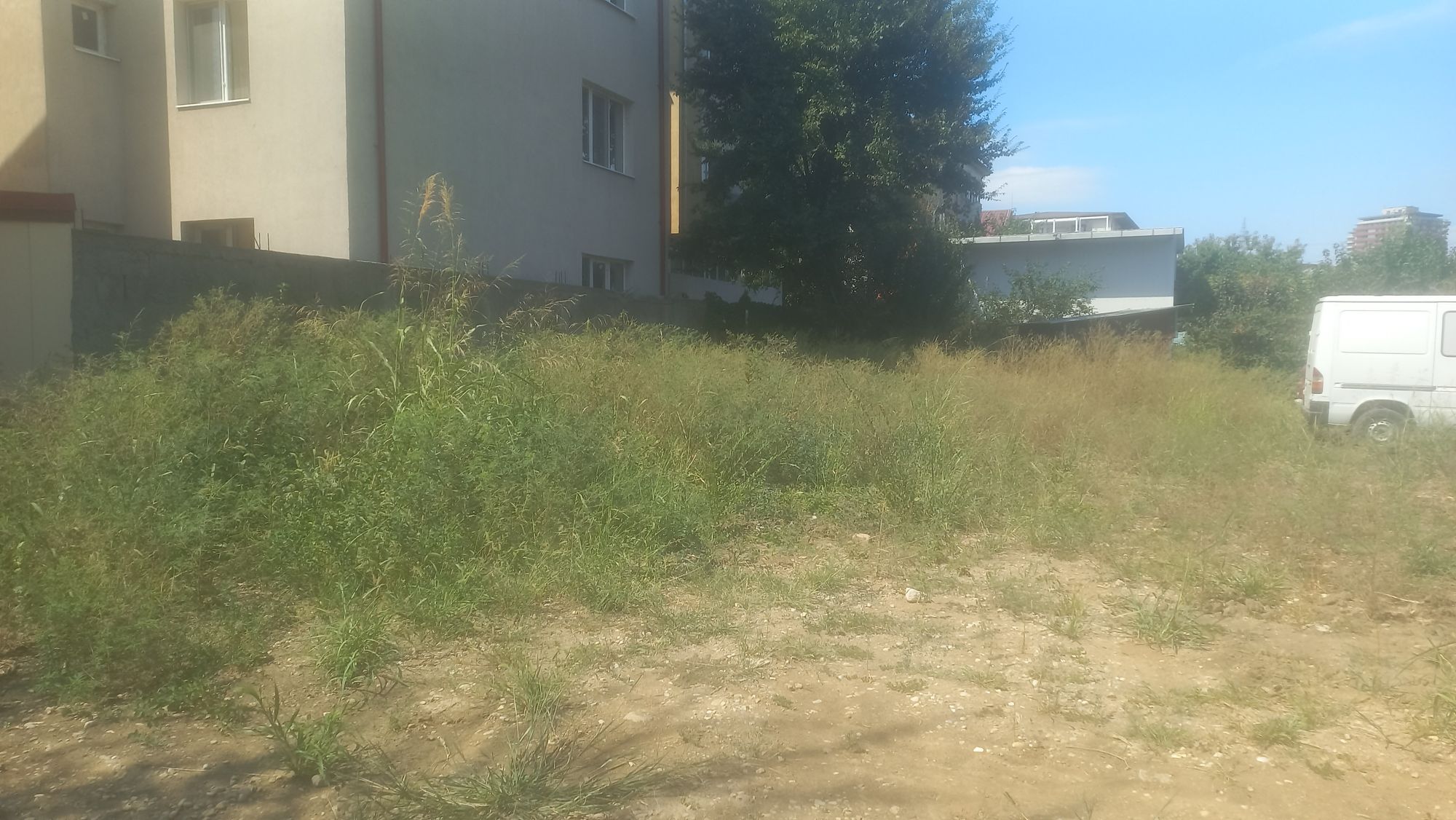 Ambrozie in Strada Amurgului 67, Popești-Leordeni, Oraș Popești Leordeni, Județul Ilfov