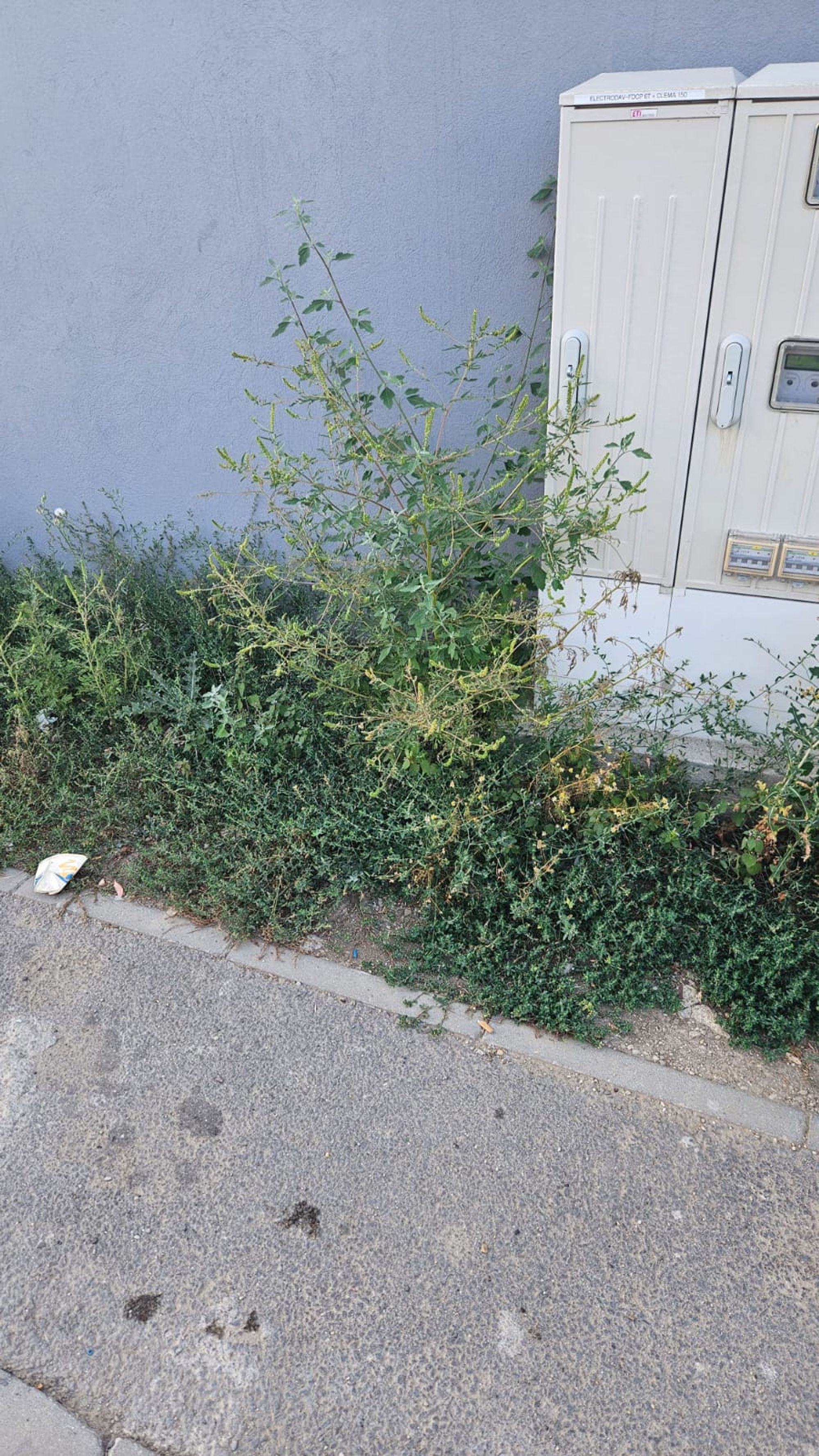 Ambrozie in Strada Mugurelui 47, Bragadiru, Oraş Bragadiru, Județul Ilfov - WhatsApp Image 2023-08-29 at 12.46.14.jpg