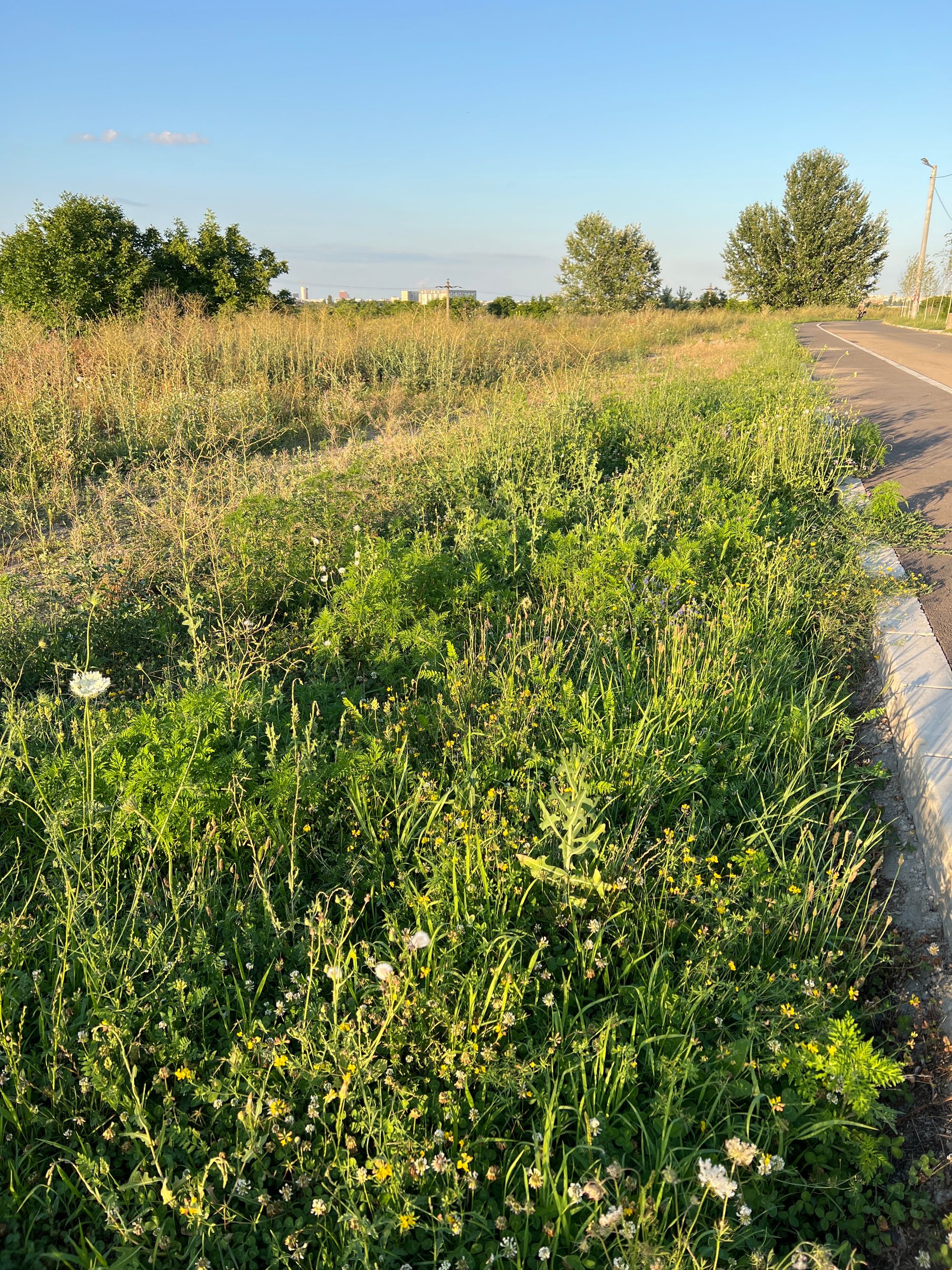 Ambrozie in Bucharest - image.jpg