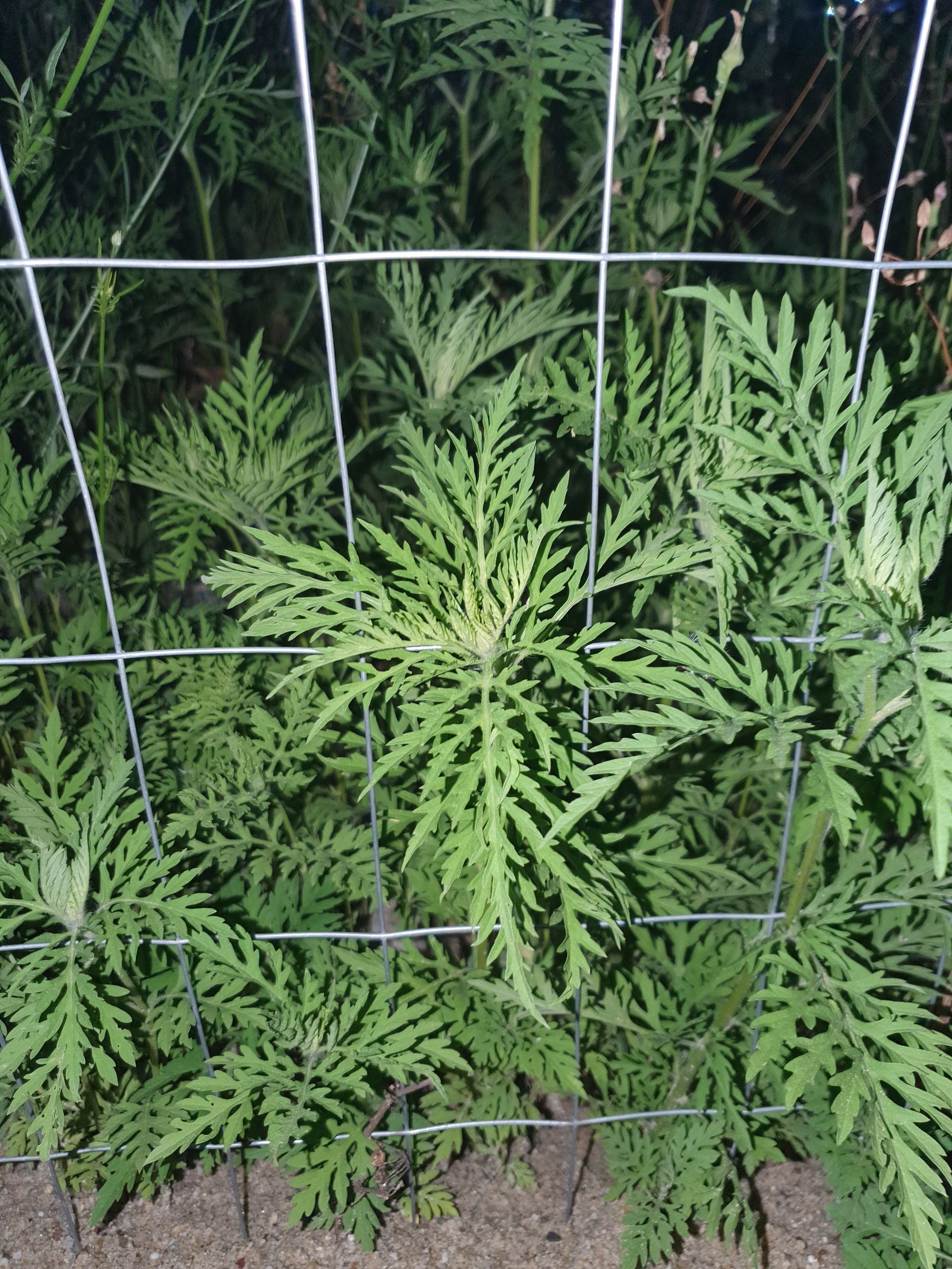 Ambrozie in Drumul Ciorogârla 76, București, Municipiul București - 16893589252873346759241225061357.jpg