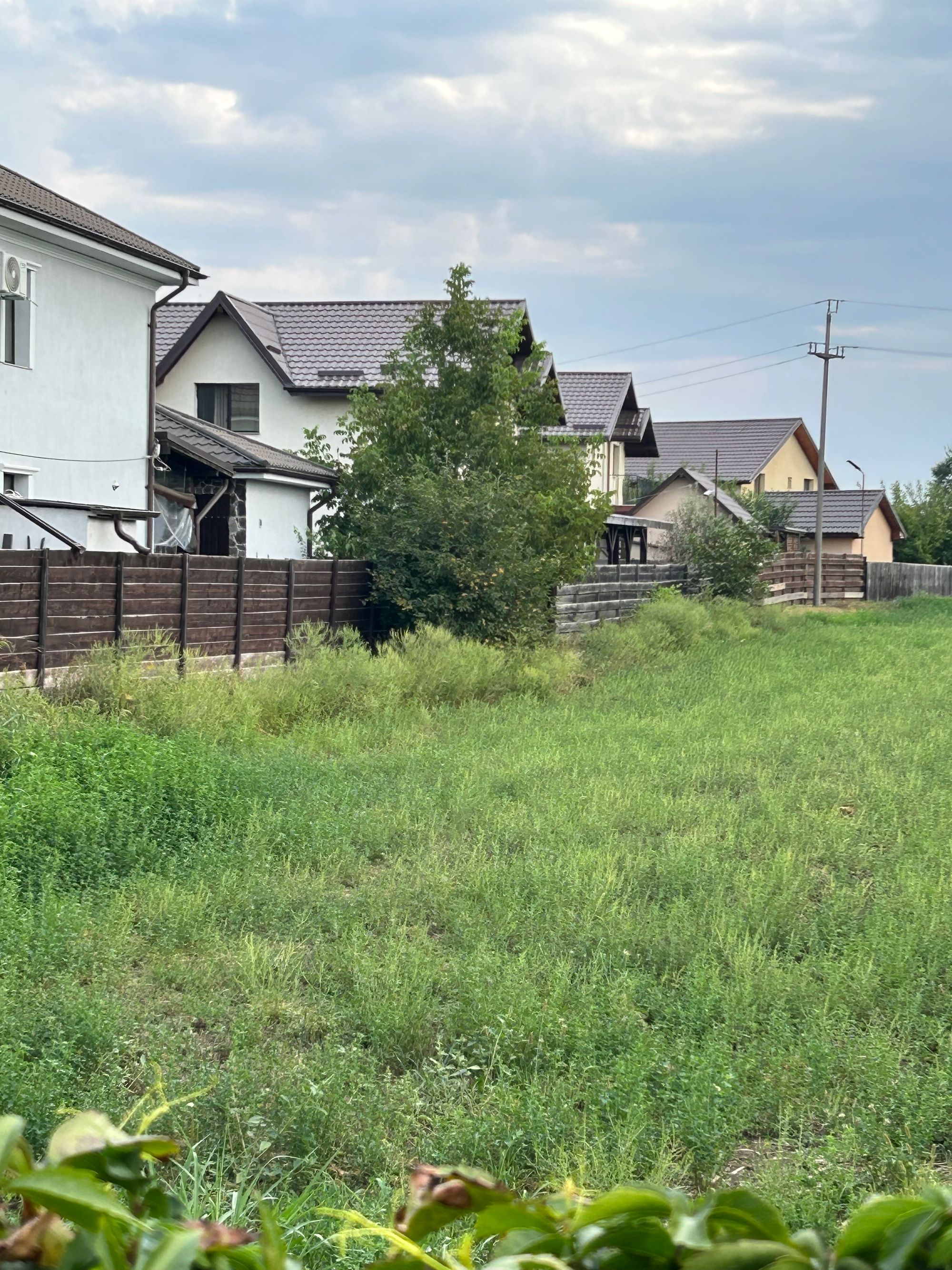 Ambrozie in Street Bradului 9, Comuna Ciurea, Județul Iași - IMG_1896.jpeg