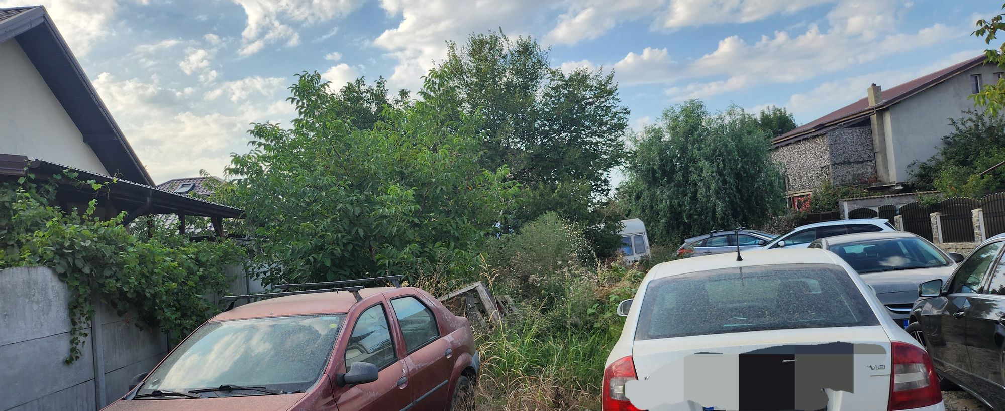 Ambrozie in Intrarea Privighetorii 3, Clinceni, Comuna Clinceni, Județul Ilfov - 1000130941.jpg