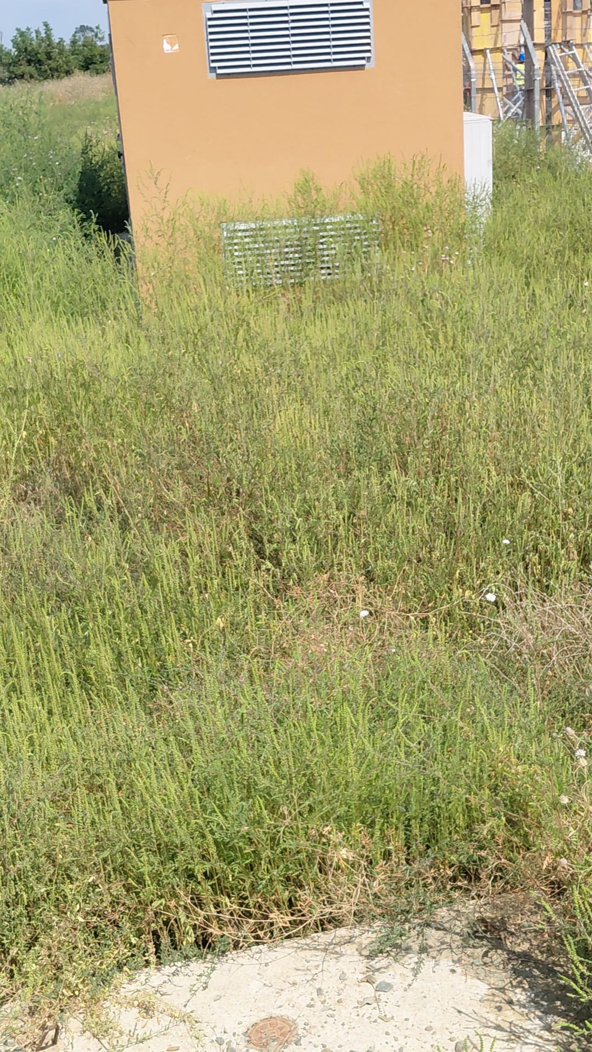 Ambrozie in Str. Azurului 29, Fundulea, Oraș Fundulea, Județul Călărași