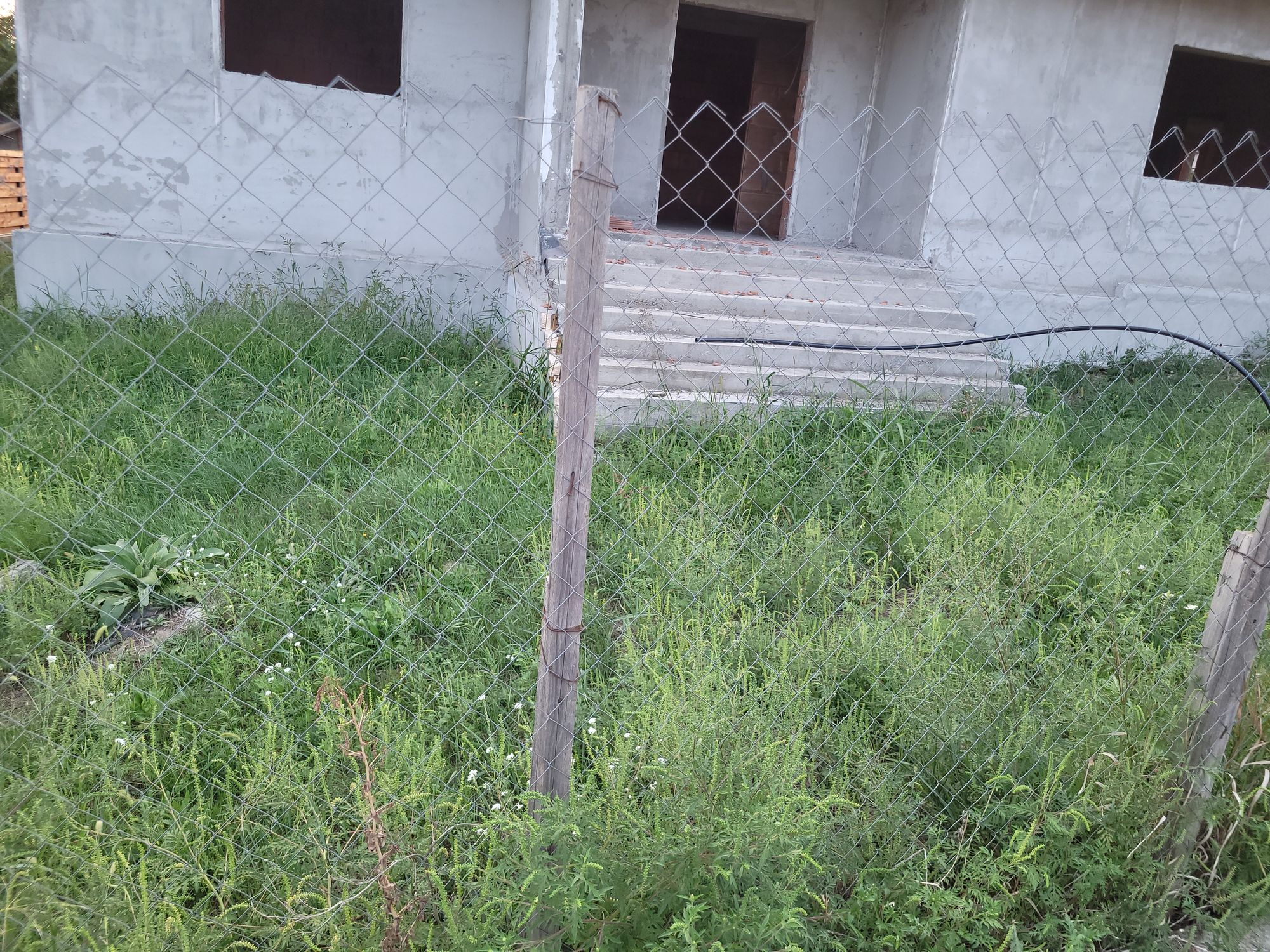 Ambrozie in Strada Ezareni 1, Valea Adâncă, Comuna Miroslava, Județul Iași - 1000014647.jpg