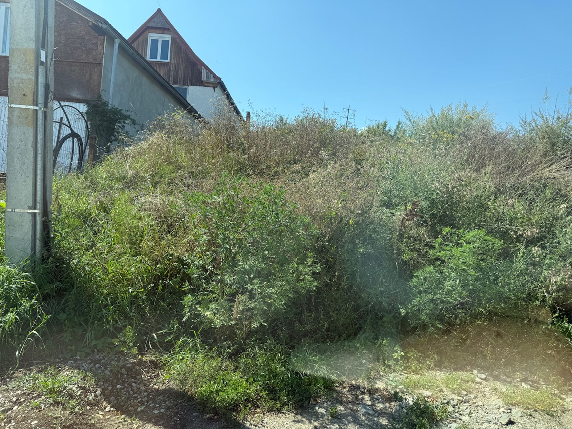 Ambrozie in Strada Livada cu Meri 26, Comuna Roșia, Județul Sibiu - IMG_0460.jpeg