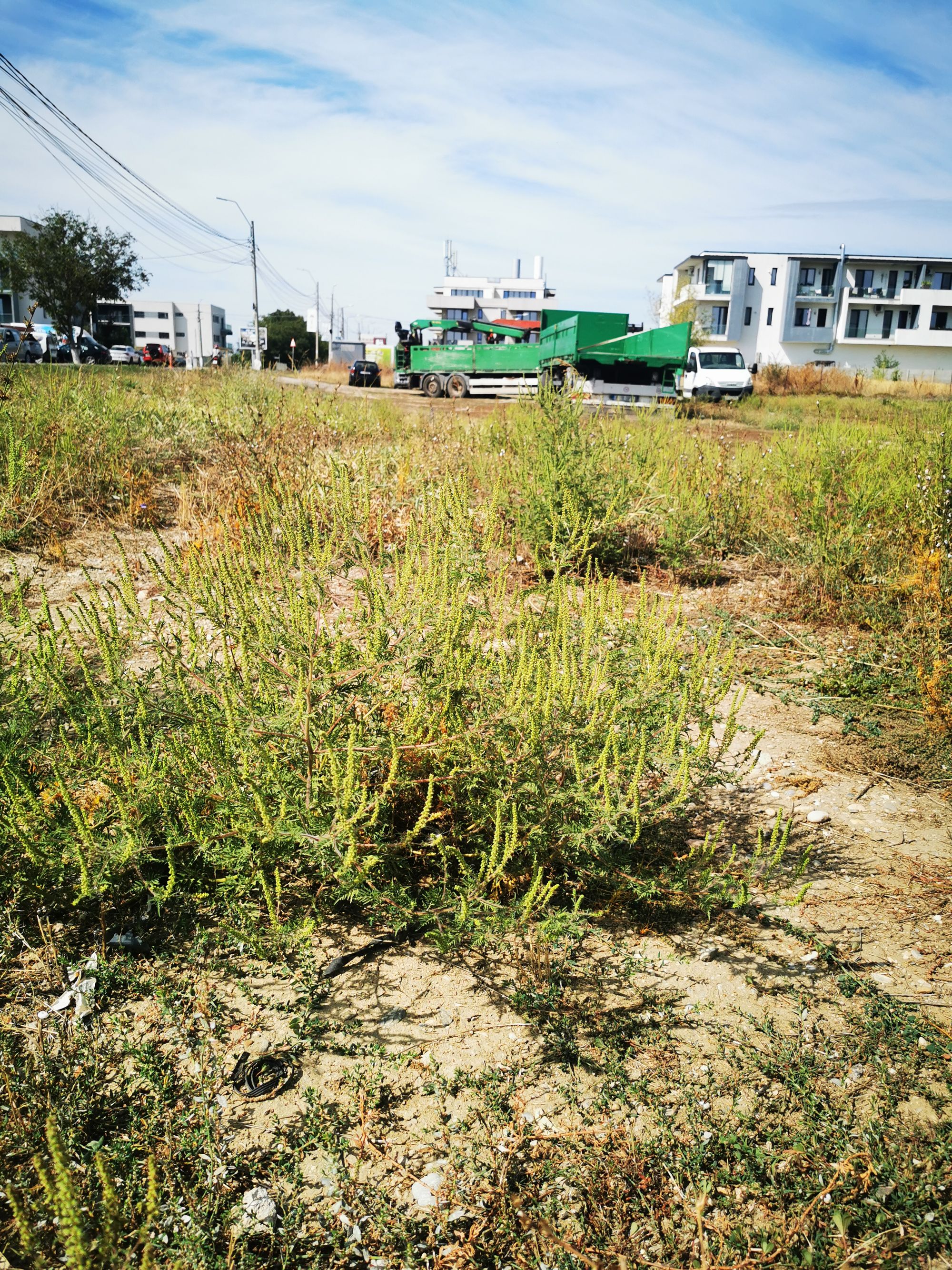 Ambrozie in Strada 1 Decembrie 129, Tunari, Comuna Tunari, Județul Ilfov - IMG_20250915_123853.jpg