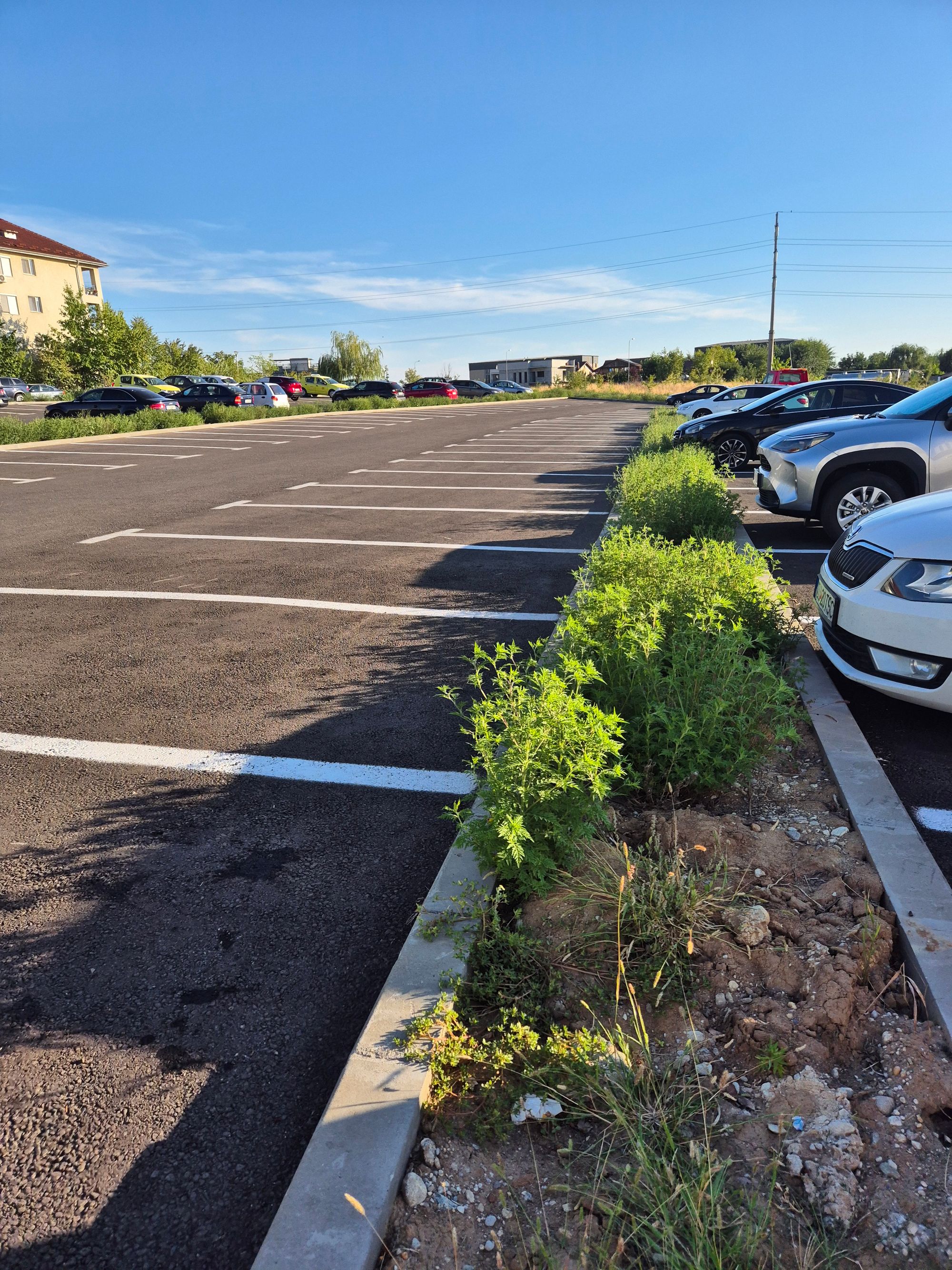 Ambrozie in Strada Potelu 110A, Craiova, Municipiu Craiova, Județul Dolj - IMG_20250827_075858_409.jpg