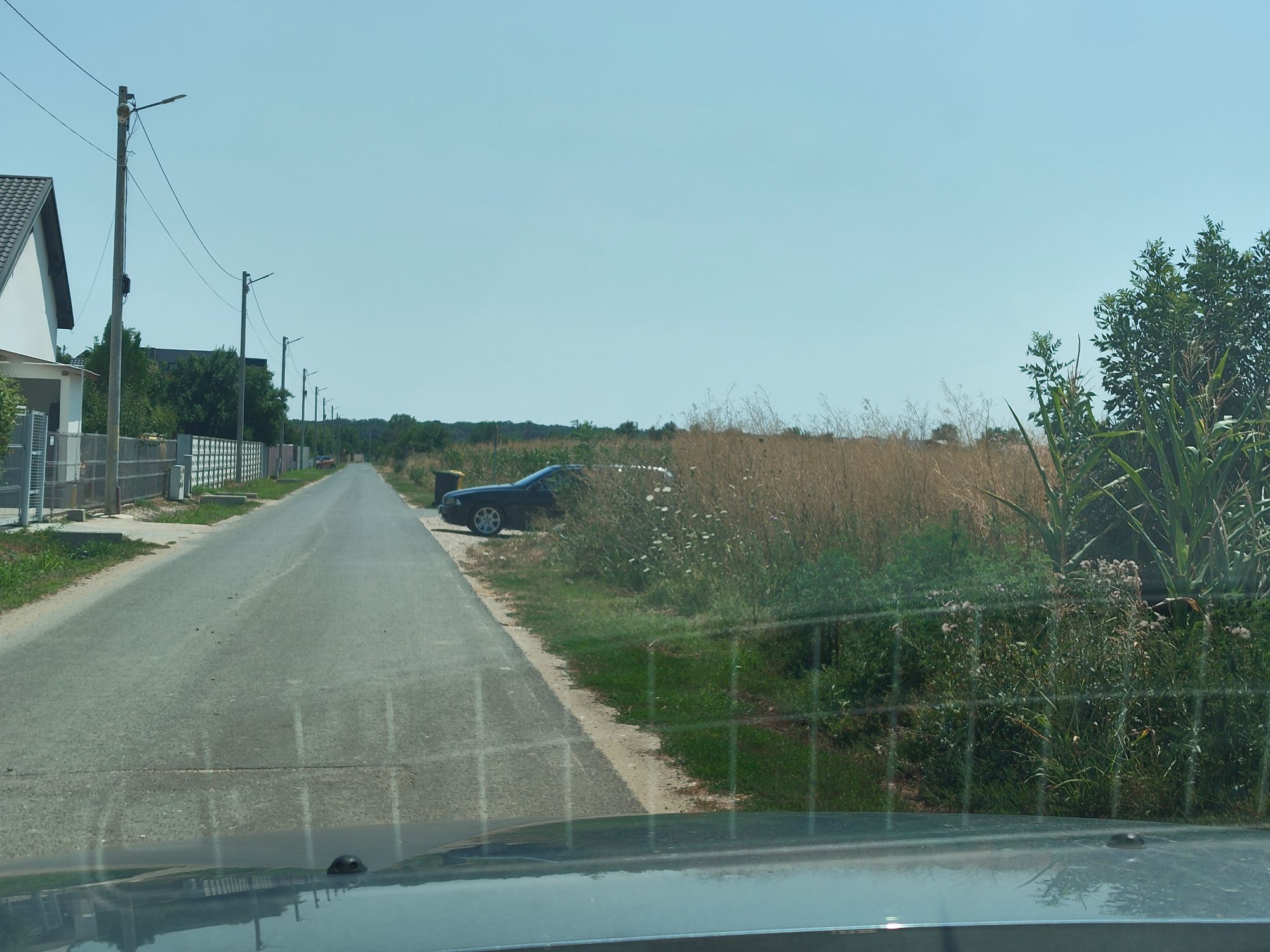 Ambrozie in Strada Căminului 24, Țegheș, Comuna Domnești, Județul Ilfov - IMG_20250724_132529177.jpg