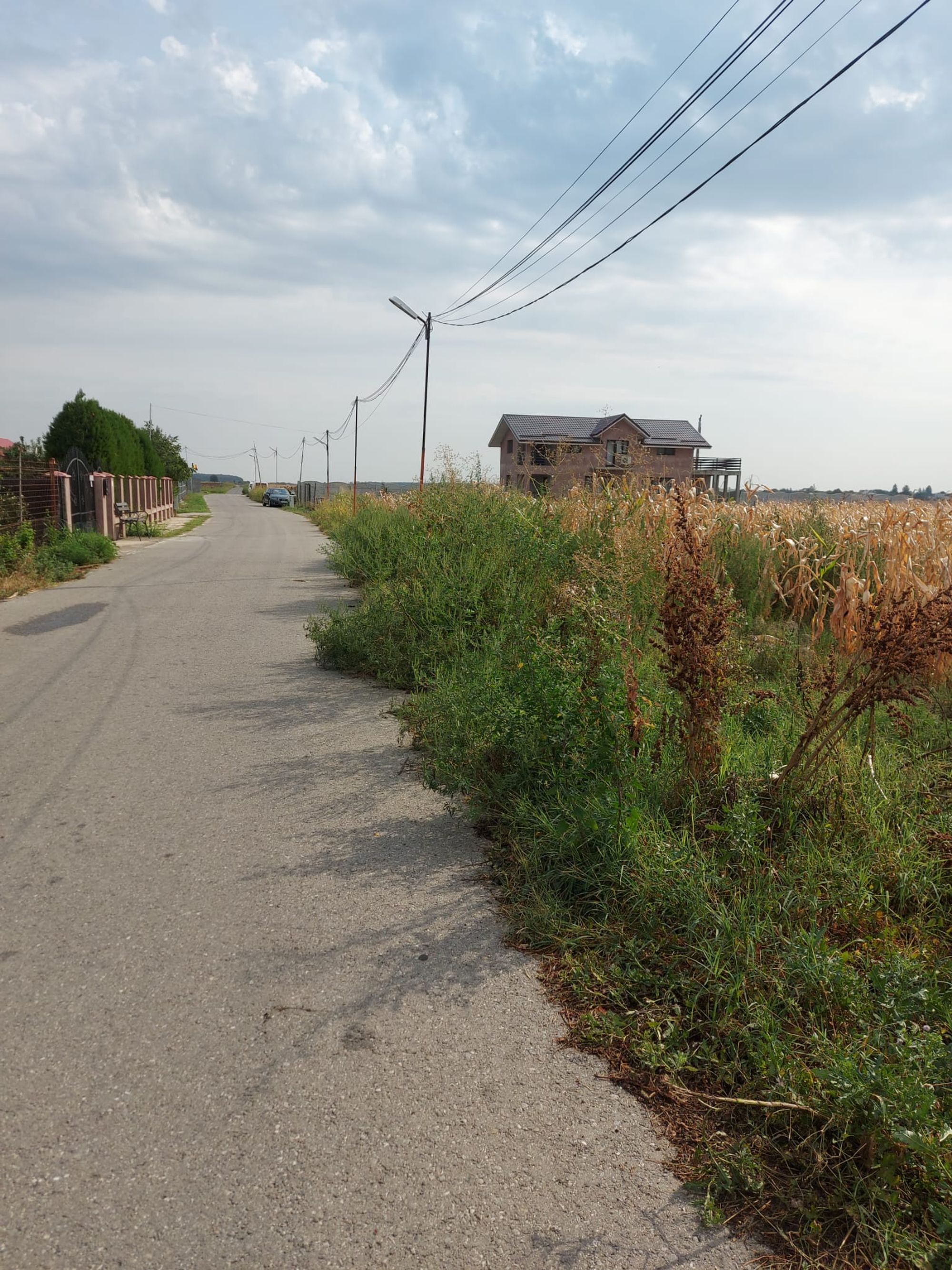 Ambrozie in Căscioarele, Ulmi, Giurgiu County - WhatsApp Image 2023-08-30 at 12.52.28.jpeg