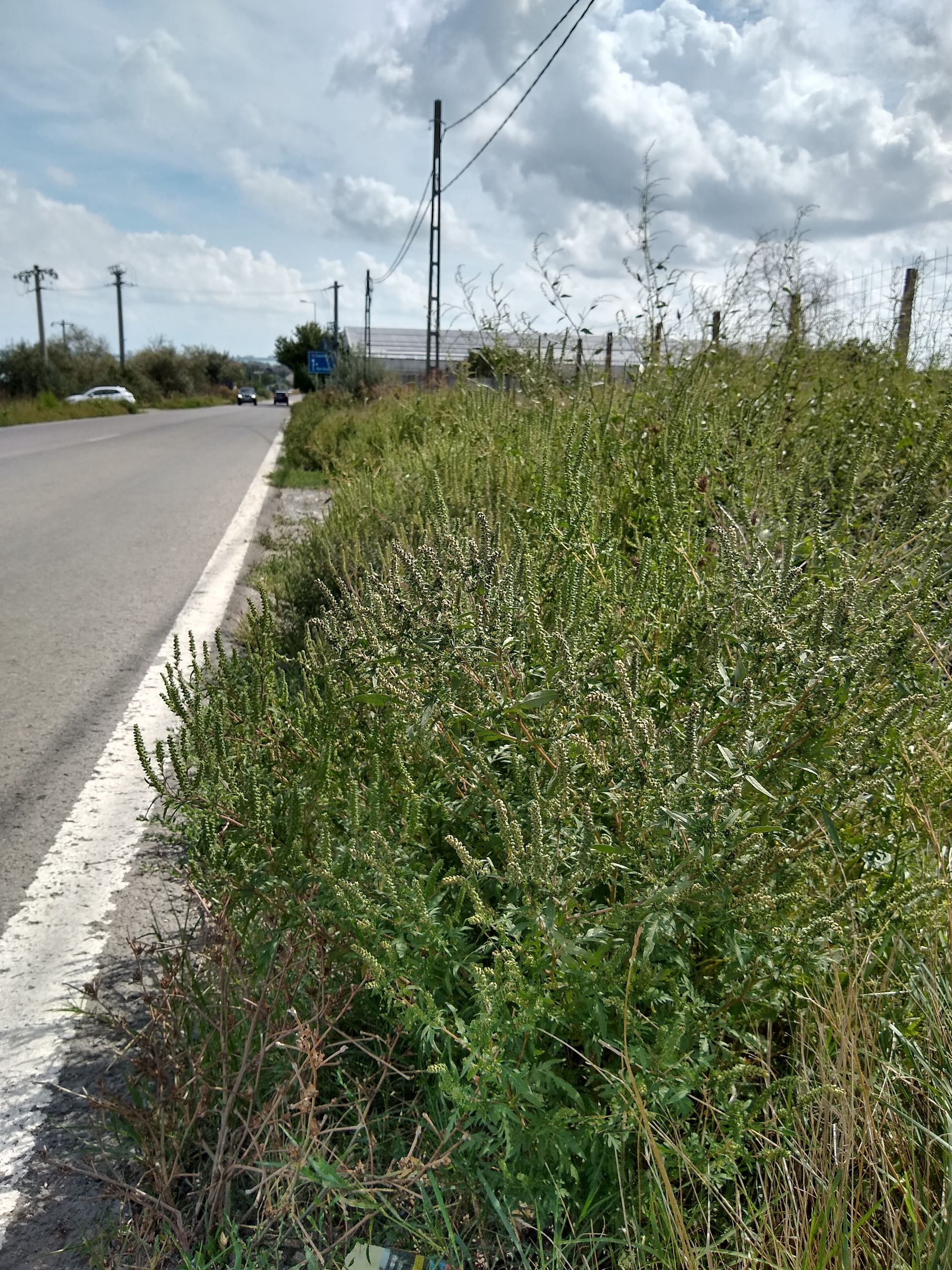 Ambrozie in Șoseaua Națională CD4, Ovidiu, Oraş Ovidiu, Județul Constanța - IMG_20240910_130056139_HDR.jpg