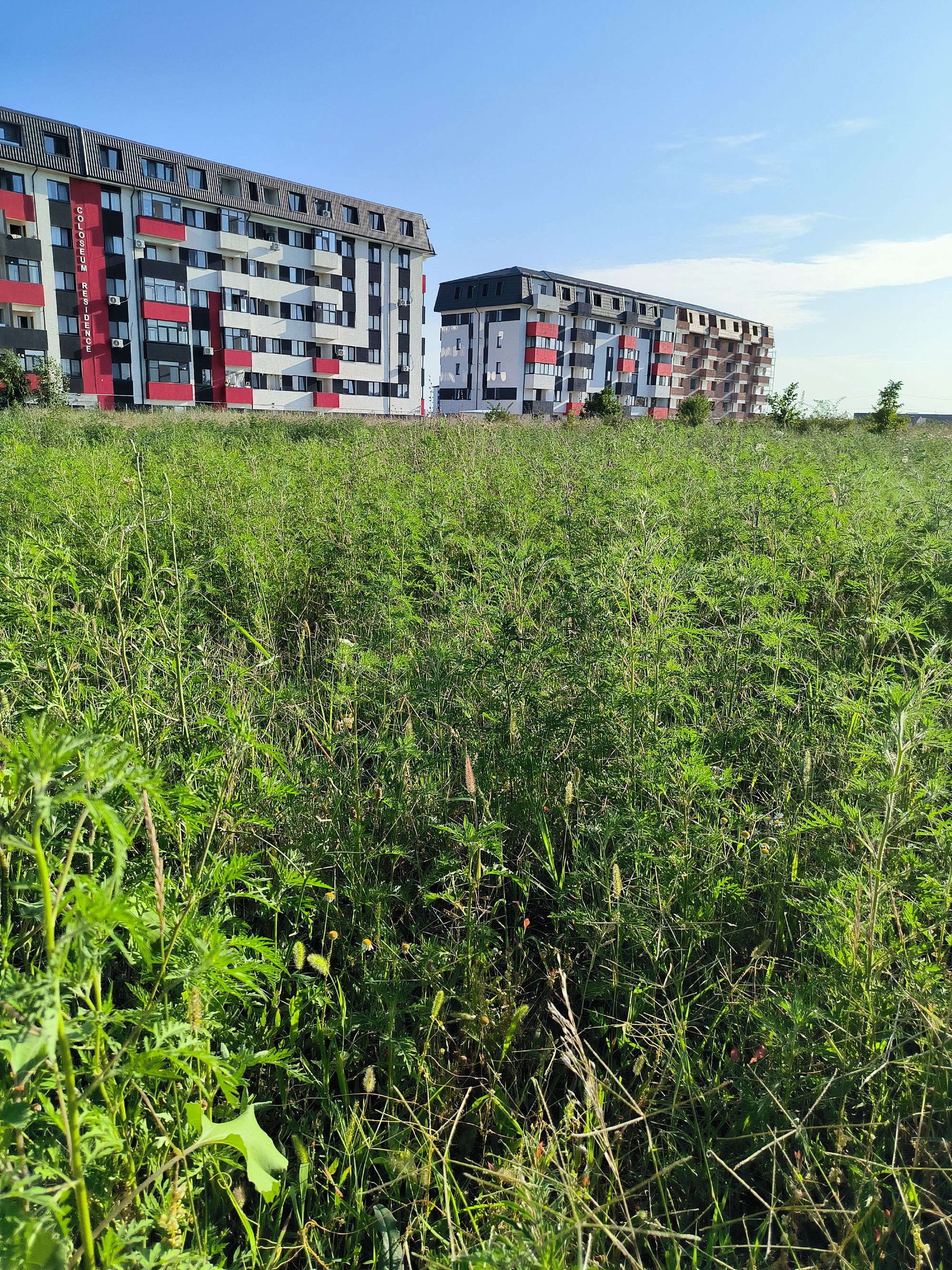 Ambrozie in Strada Sergent Ilie Petre 4, Chiajna, Comuna Chiajna, Județul Ilfov - IMG_20230722_184050.jpg