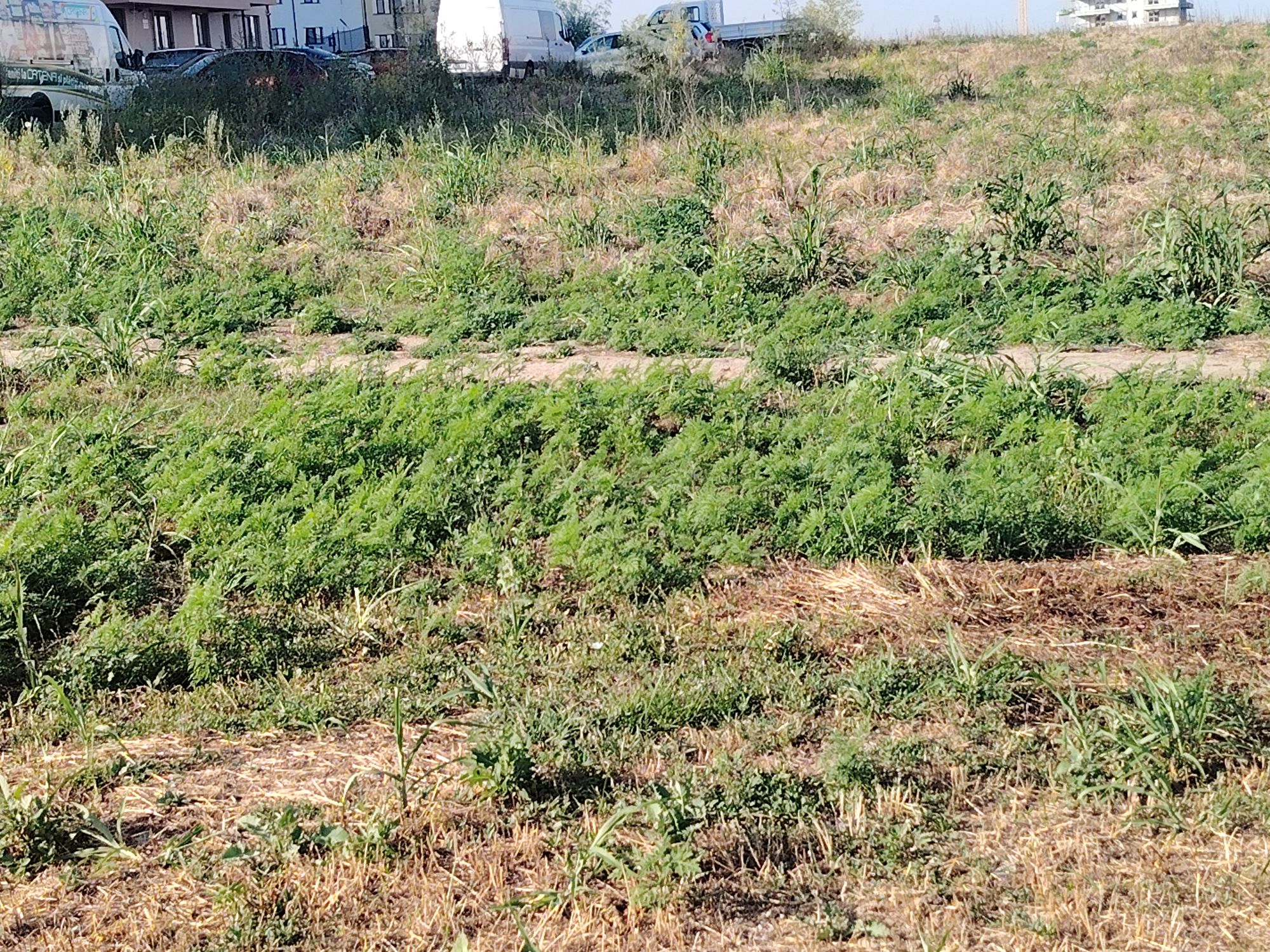 Ambrozie in Strada Crângului 4, Valea Adâncă, Comuna Miroslava, Județul Iași