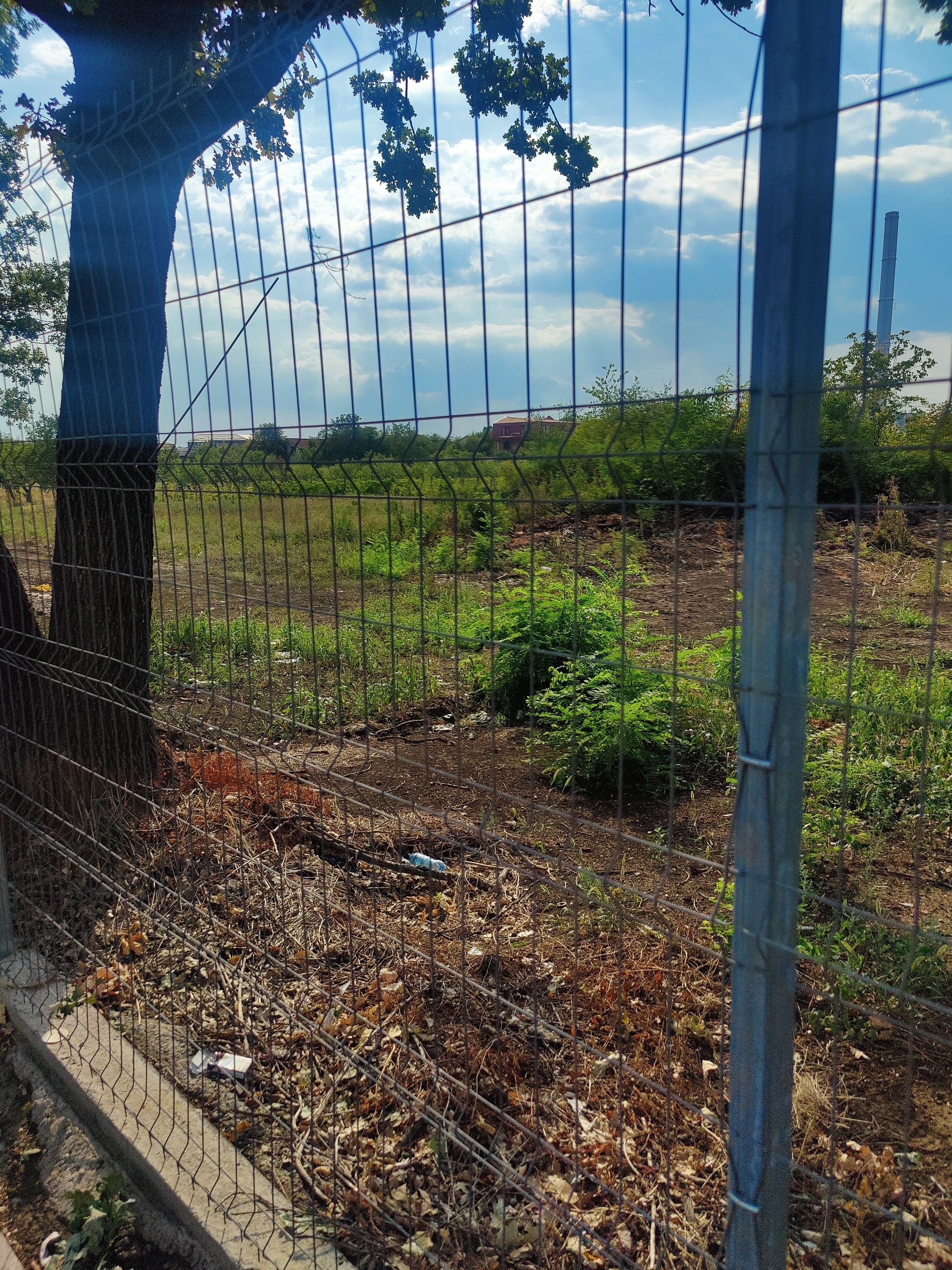 Ambrozie in București, Municipiul București - IMG_20230821_165603.jpg