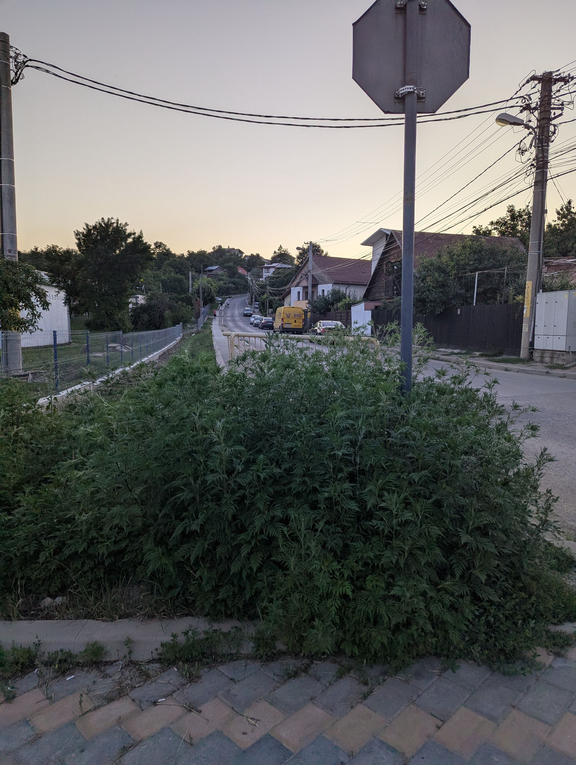 Ambrozie in Şoseaua Munteni 20, Iași, Municipiu Iaşi, Județul Iași