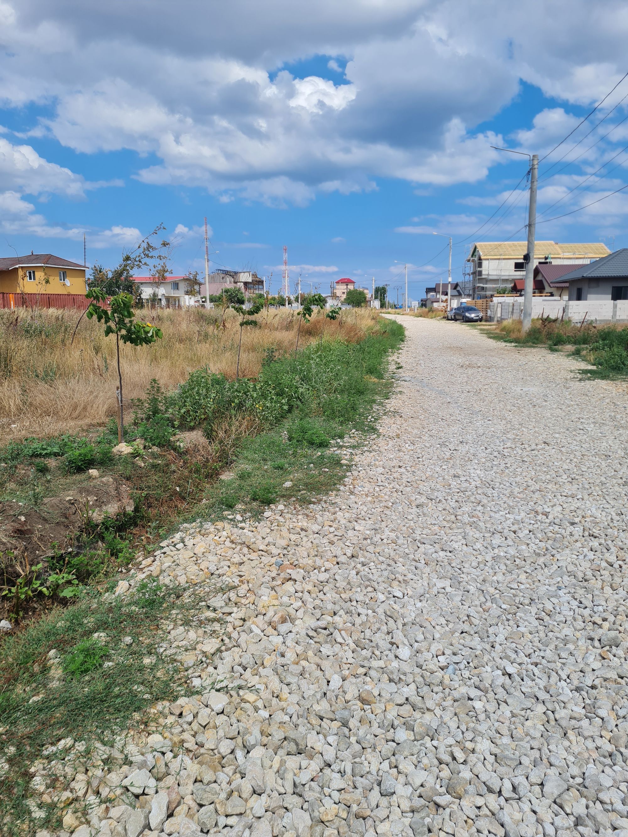 Ambrozie in Strada Orhideelor 17, Agigea, Comuna Agigea, Județul Constanța