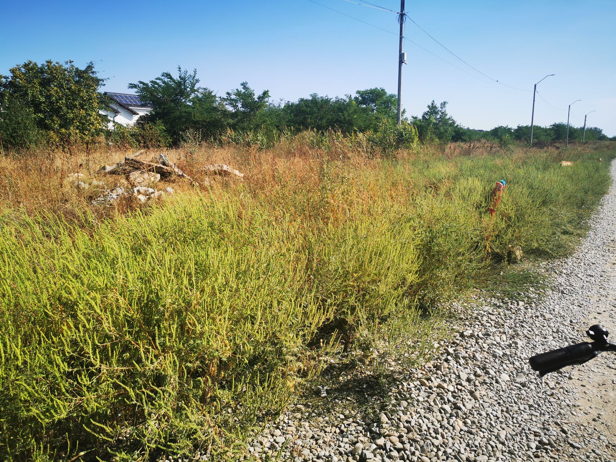 Ambrozie in Strada Ceair 36C, Tunari, Comuna Tunari, Județul Ilfov - IMG_20230907_104402.jpg