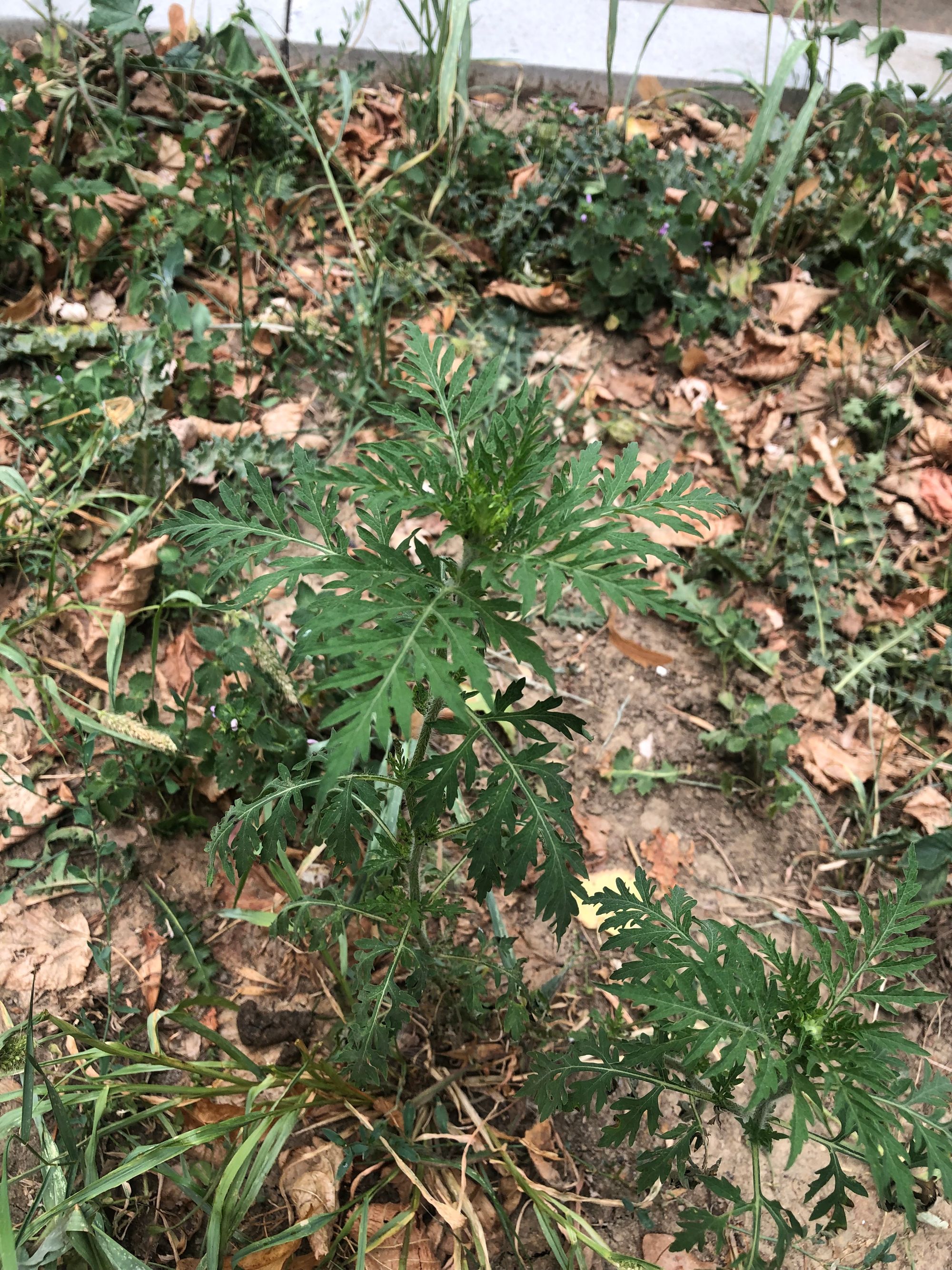 Ambrozie in Aleea Barajul Sadului 4, București, Municipiul București - 693ADD77-3757-4336-A1DA-6AD82A7026FE.jpeg