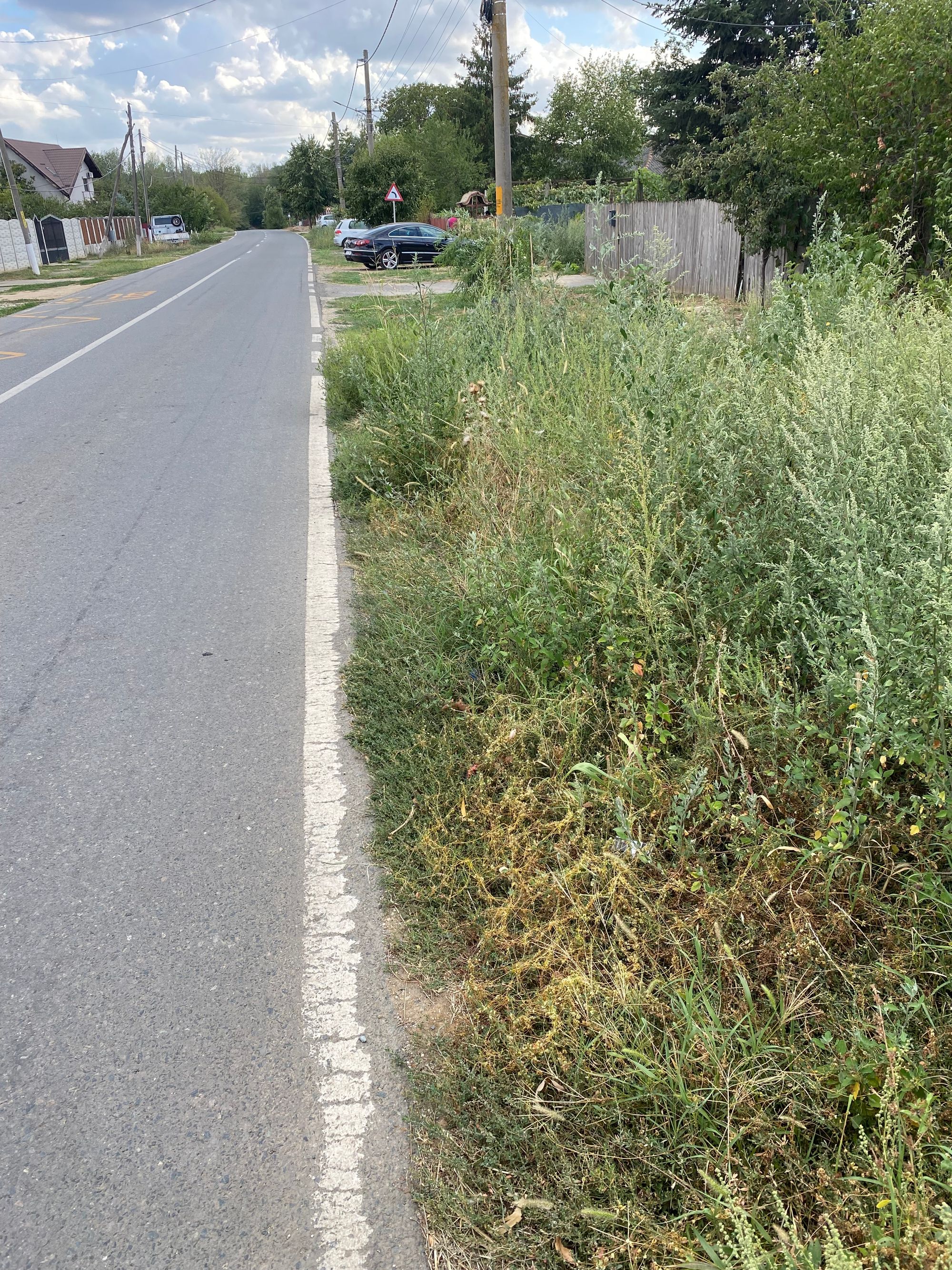 Ambrozie in Șoseaua Mânăstirea Căldărușani 114, Lipia, Comuna Gruiu, Județul Ilfov - IMG_1578.jpeg
