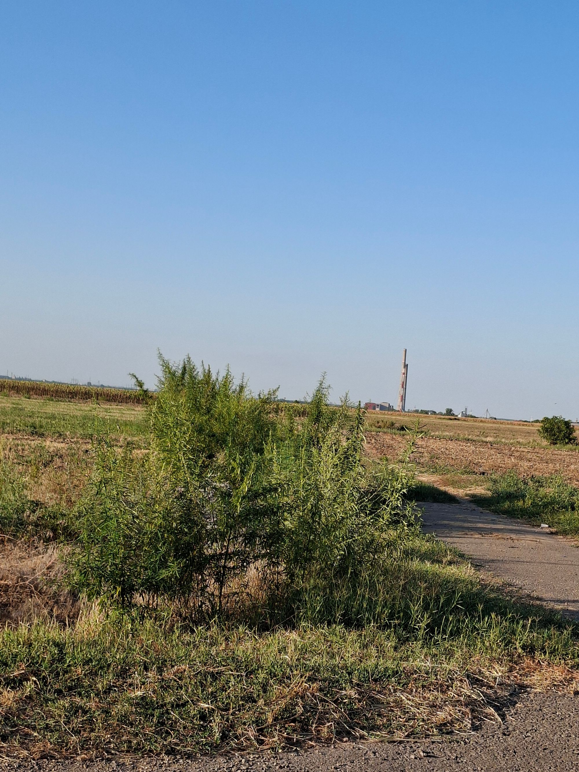 Ambrozie in DC9, Tichilești, Comuna Tichilești, Județul Brăila - 17553591482565641516369364245731.jpg