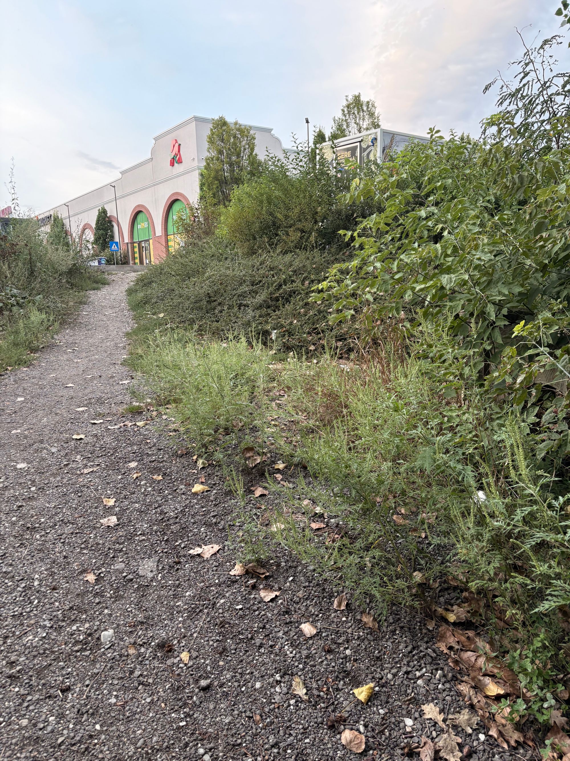 Ambrozie in Șoseaua Bucium 34, Iași, Municipiu Iași, Județul Iași