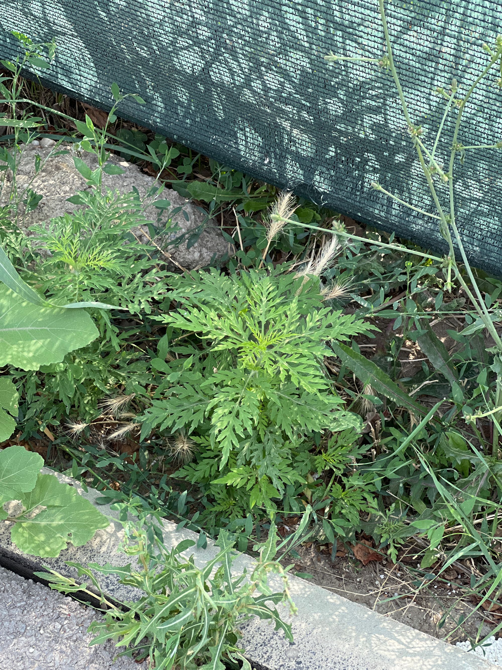 Ambrozie in Strada Weiner Palada 33, Roșu, Comuna Chiajna, Județul Ilfov - image.jpg