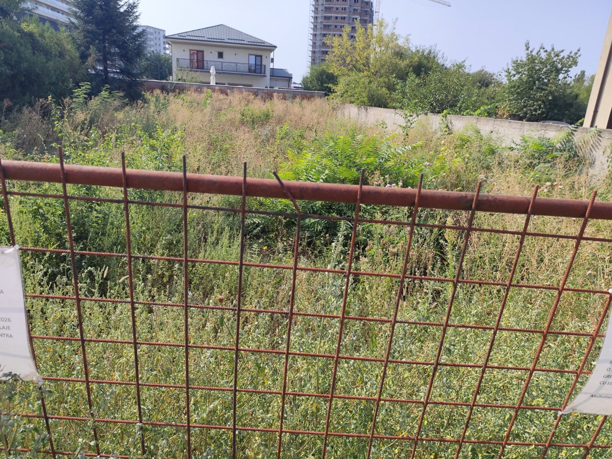 Ambrozie marcată de Erdinci Feta în Drumul Mănăstirea Văratec 8, București, Municipiul București