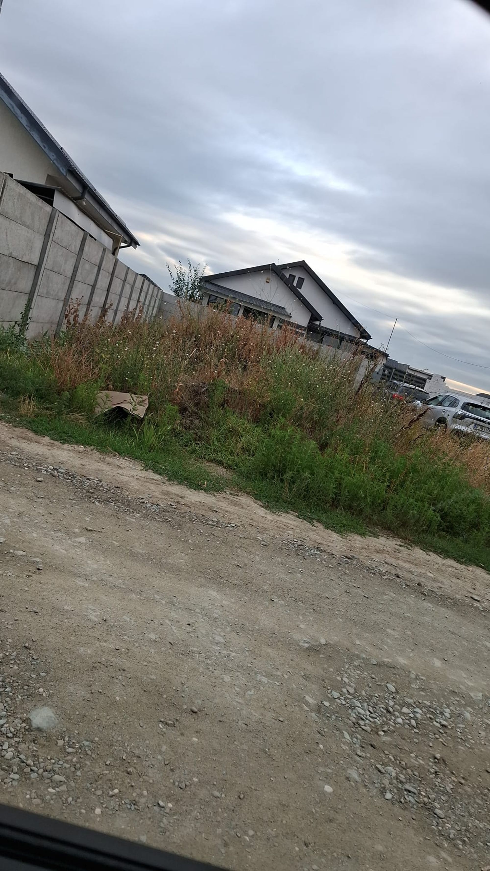 Ambrozie in Str. Ialomița 55, Pantelimon, Oraş Pantelimon, Județul Ilfov - IMG-20250730-WA0001.jpg