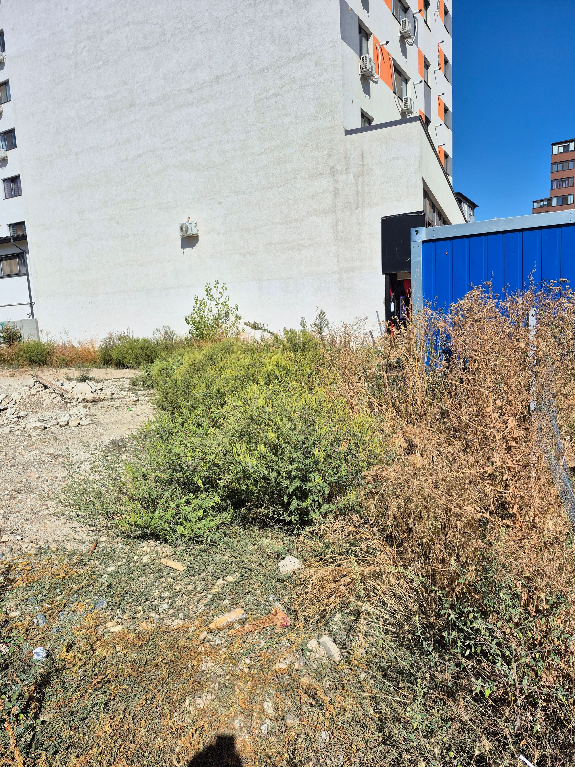 Ambrozie in Strada Tineretului 35a, Chiajna, Comuna Chiajna, Județul Ilfov - 20250916_111203.jpg