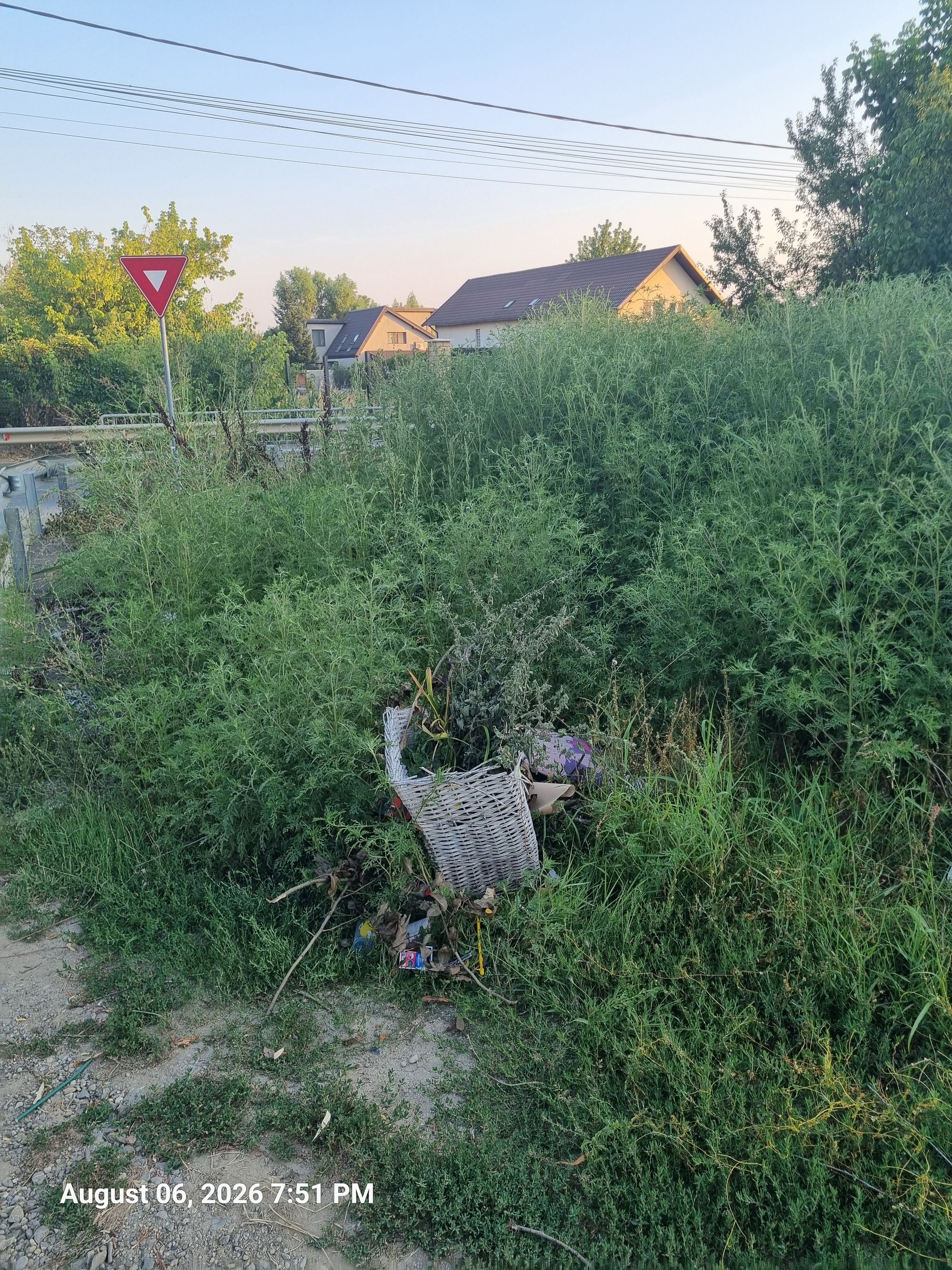 Ambrozie in Str. Prelungirea Colentina 7, Mogoșoaia, Comuna Mogoșoaia, Județul Ilfov