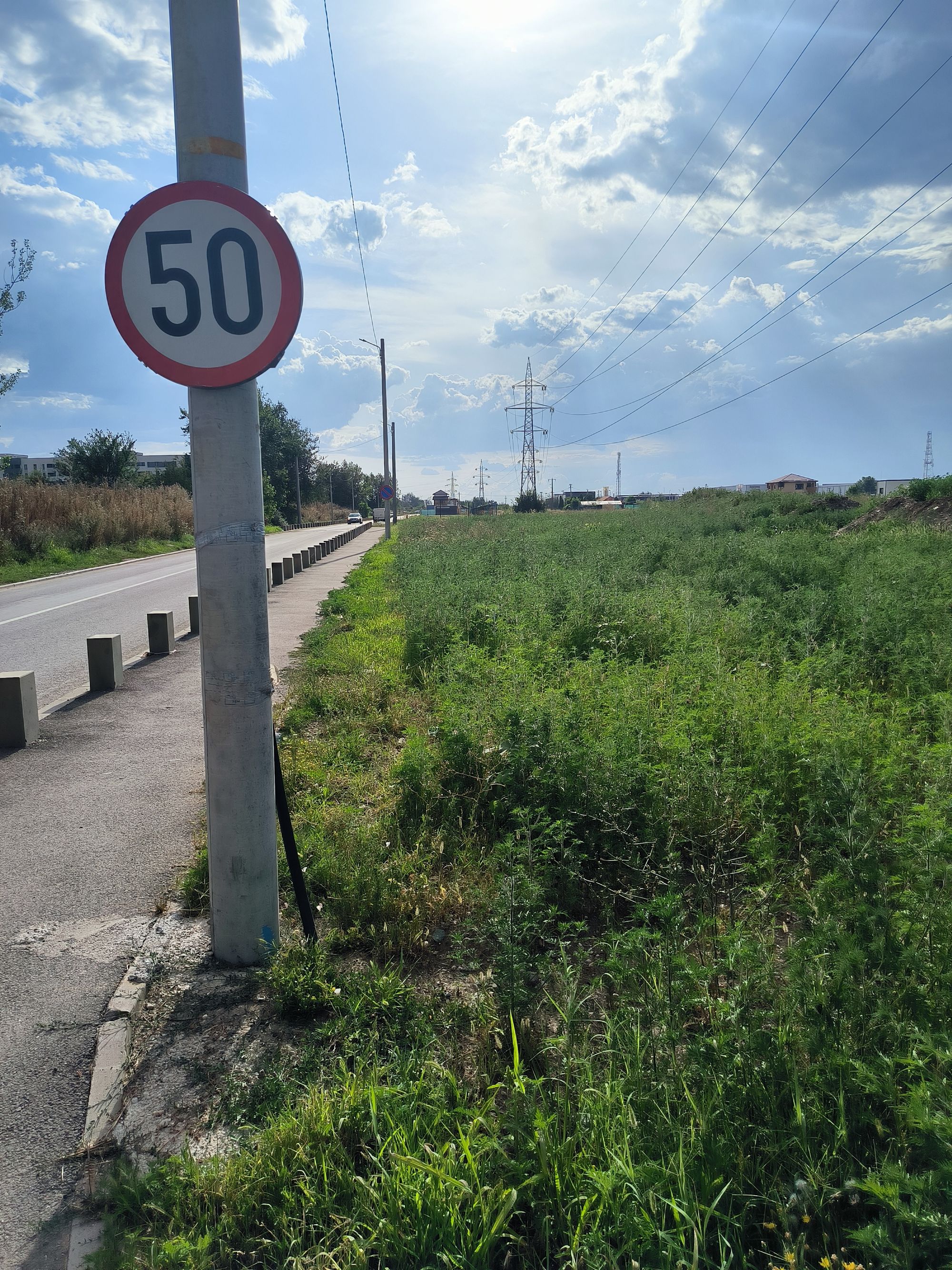 Ambrozie in Strada Sergent Ilie Petre 100C, Chiajna, Comuna Chiajna, Județul Ilfov - IMG_20230720_175641.jpg