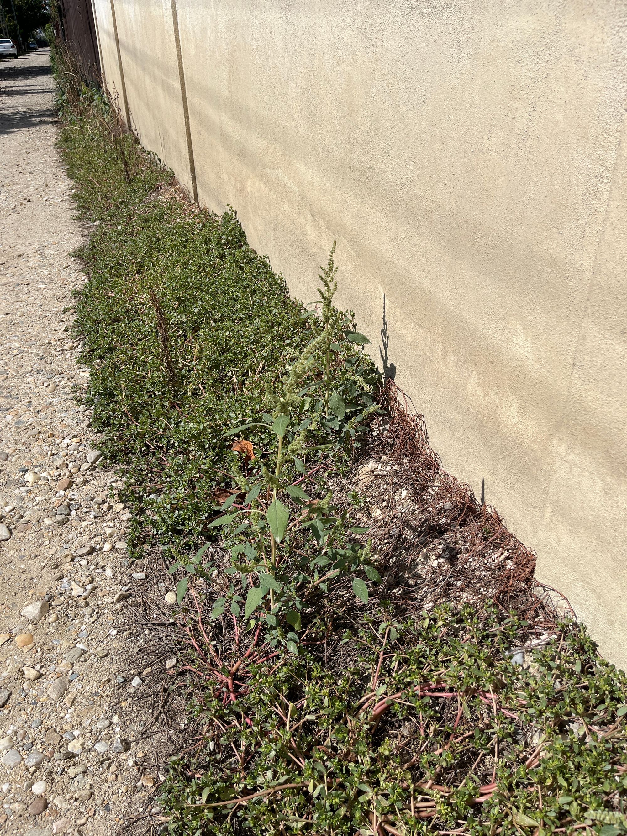 Ambrozie in Aleea Tineretului 155h, Valea Mare-Podgoria, Oraş Ştefăneşti, Județul Argeș - image.jpg