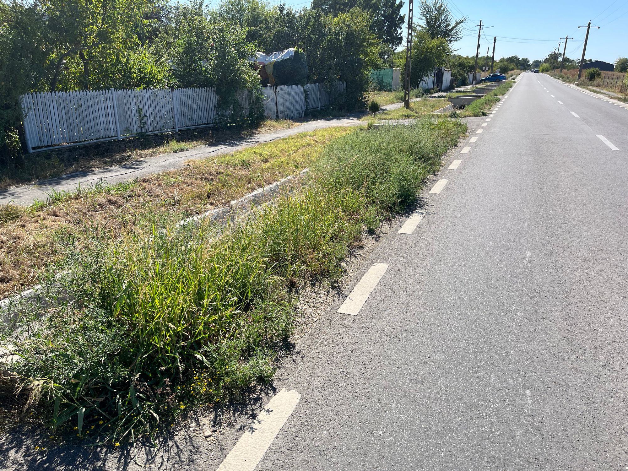 Ambrozie in DJ101B 115, Lucianca, Comuna Butimanu, Județul Dâmbovița - IMG_0536.jpeg