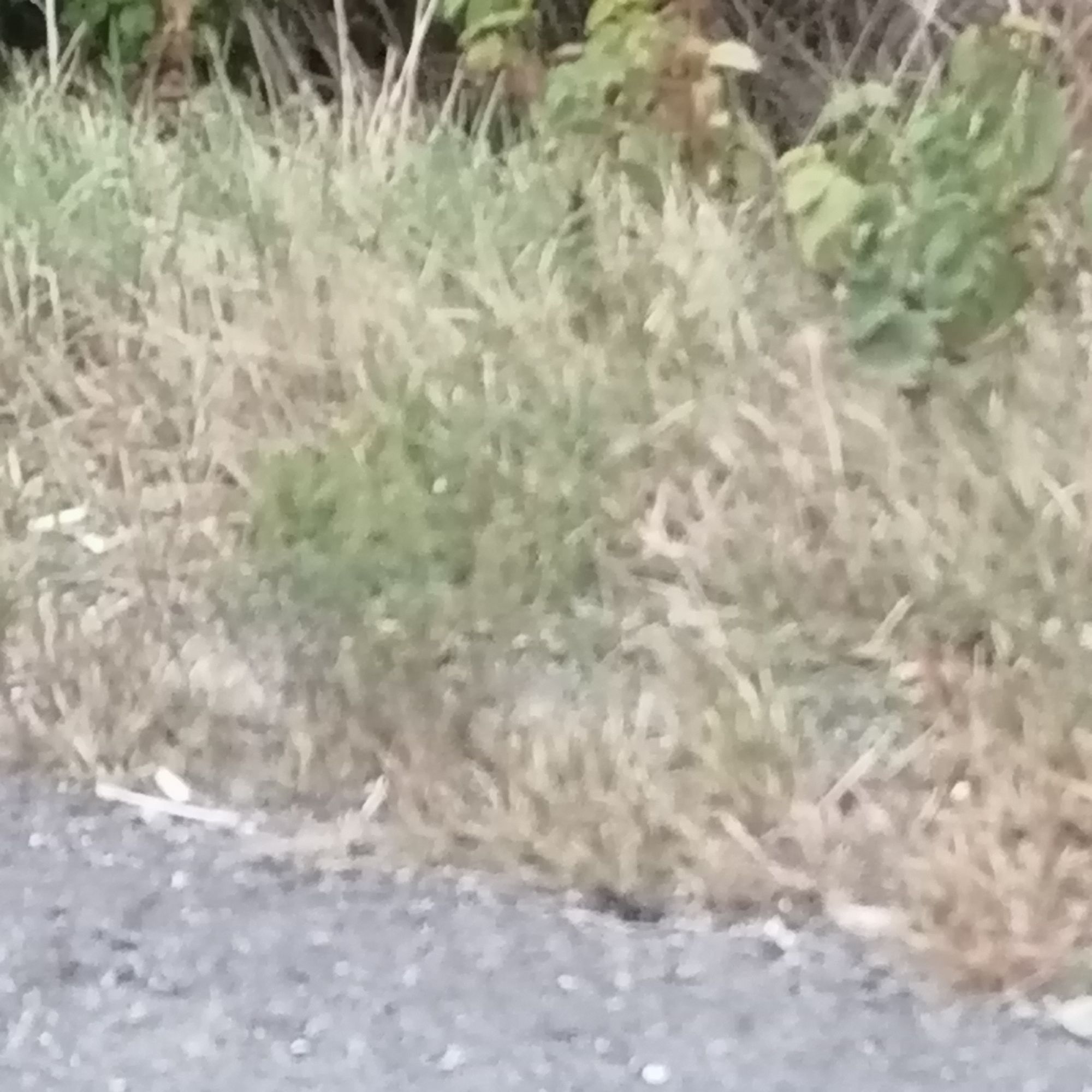 Ambrozie in Centura de Vest, Ploiești, Municipiu Ploieşti, Județul Prahova
