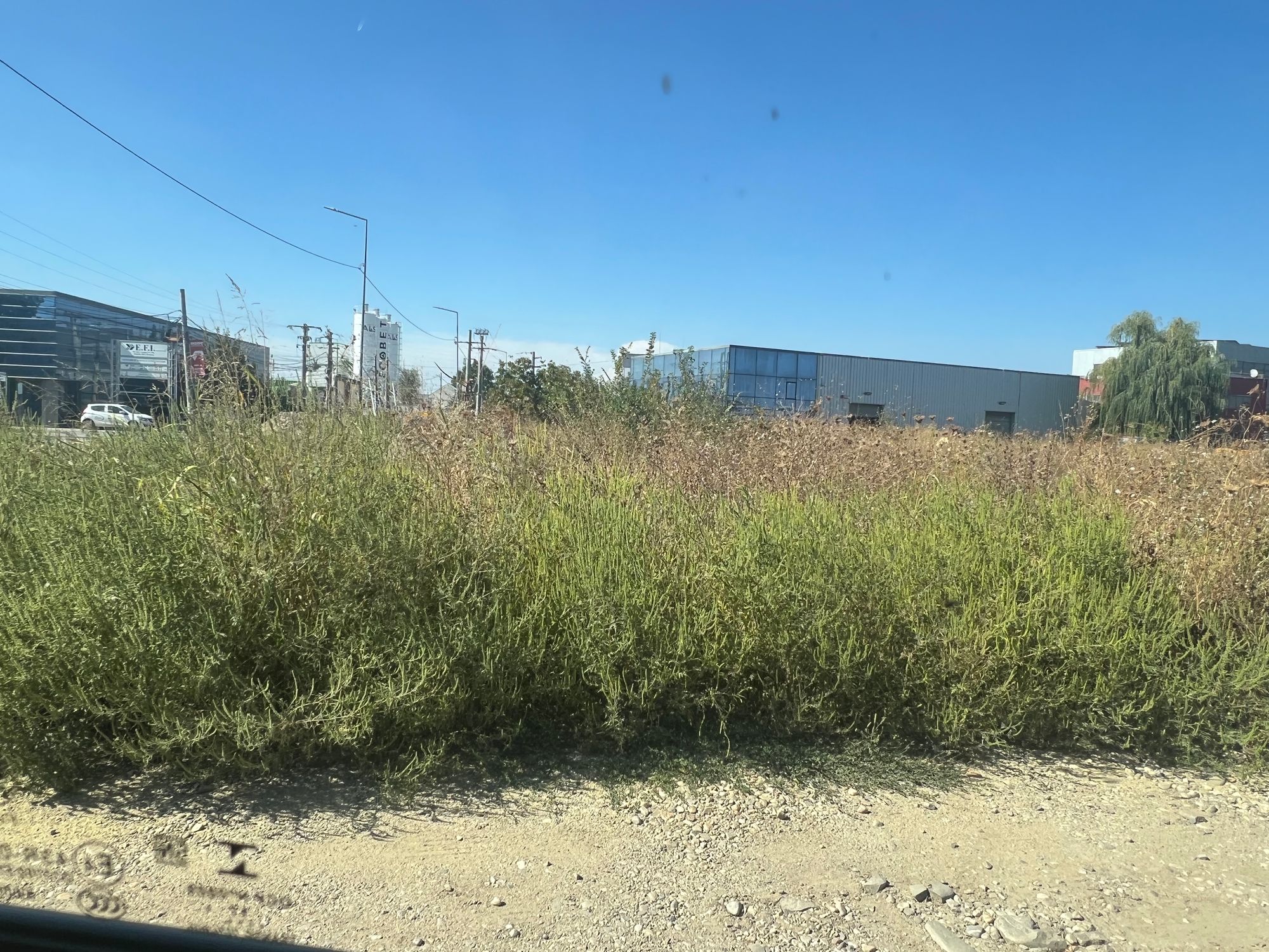 Ambrozie in Strada Ion Creangă 10, Odăile, Oraş Otopeni, Județul Ilfov - IMG_2308.jpeg