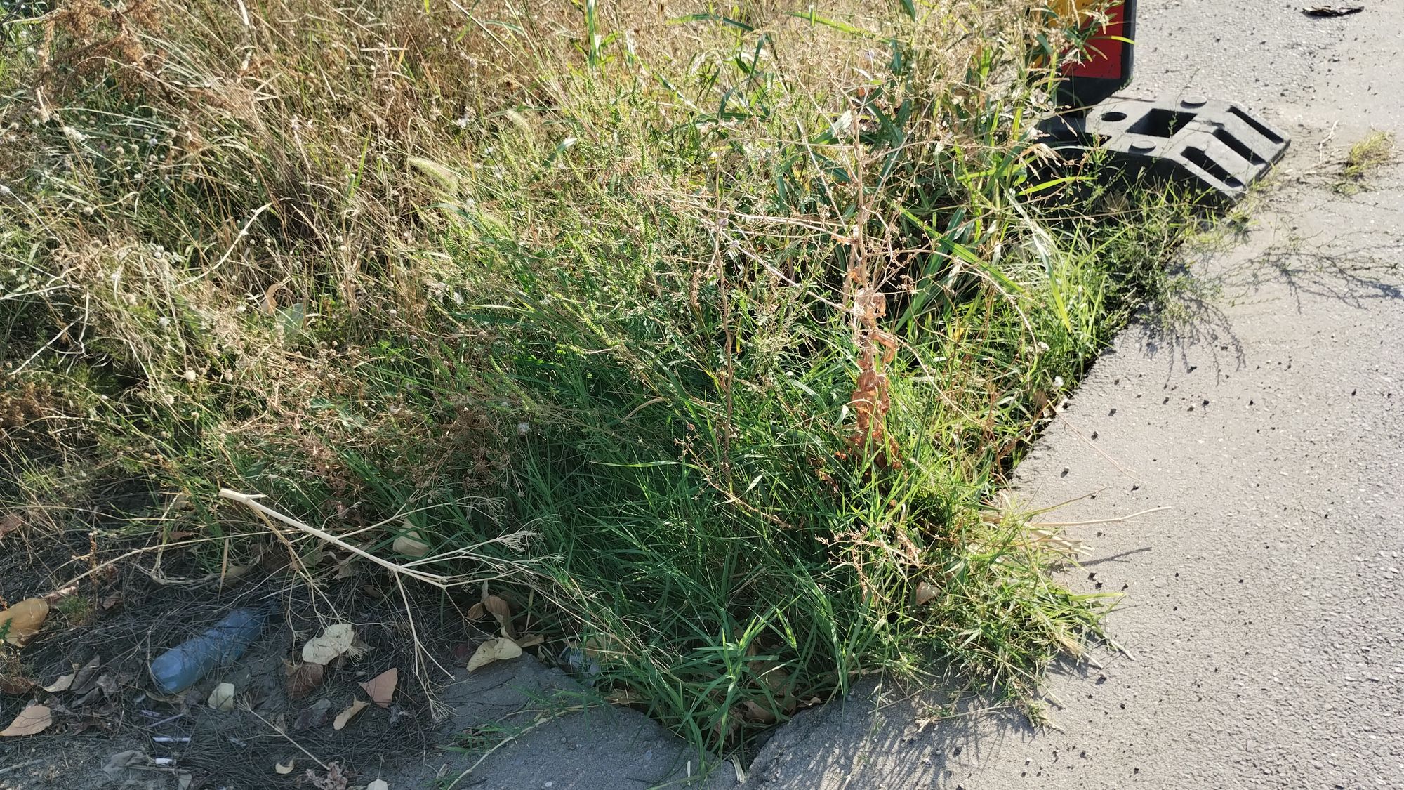 Ambrozie in București, Municipiul București - 1000019757.jpg