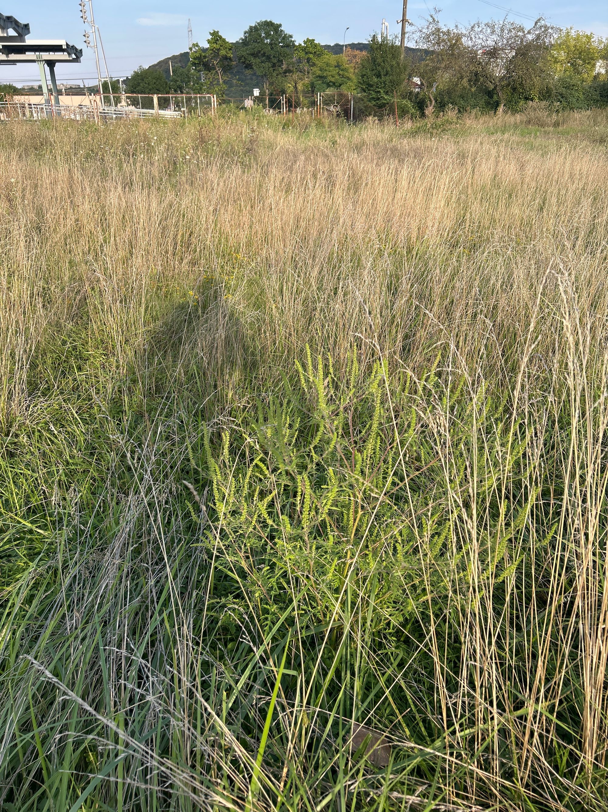 Ambrozie in Bulevardul Mihai Viteazul 100, Zalău, Municipiu Zalău, Județul Sălaj - image.jpg